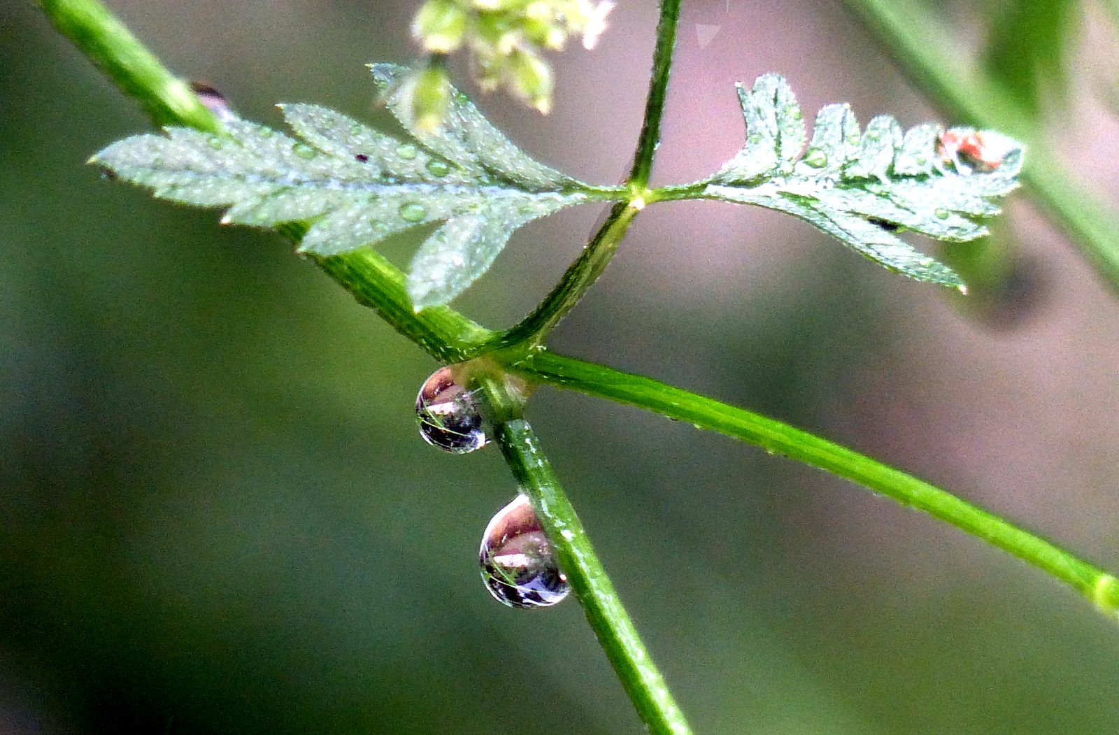 Afficher le média torilis_arvensis_arvensis4eh torilis_arvensis_arvensis4eh