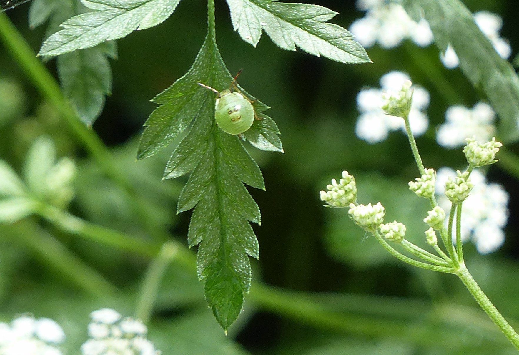 Afficher le média torilis_arvensis_arvensis5eh torilis_arvensis_arvensis5eh