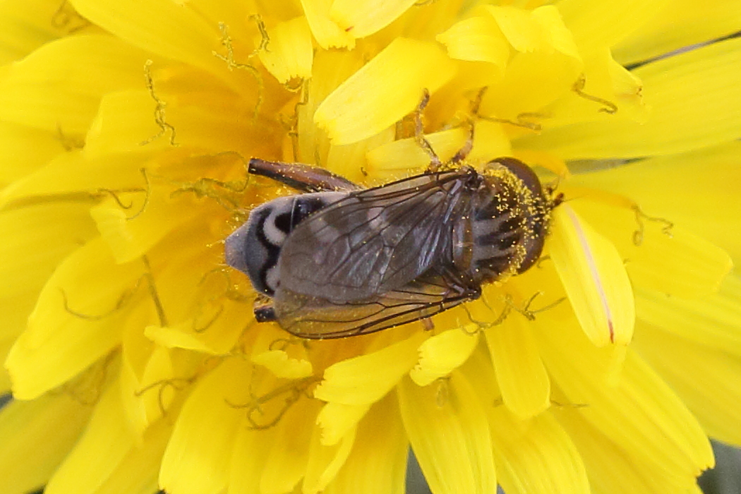 anasimyia_contracta2md