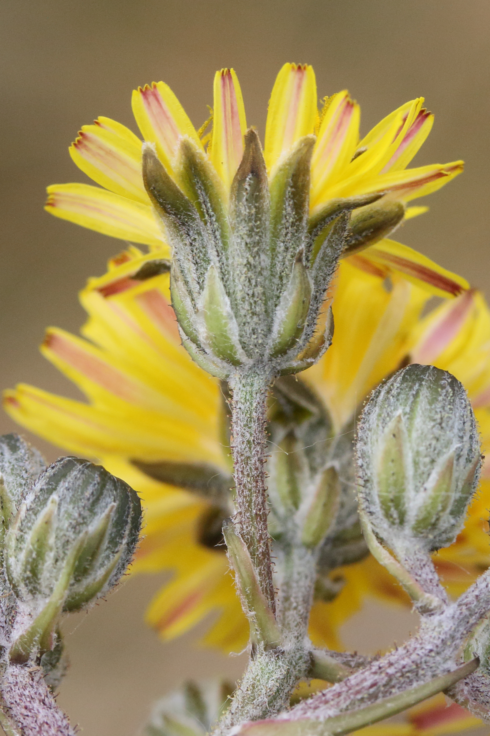 Afficher le média crepis_vesicaria_taraxacifolia3md crepis_vesicaria_taraxacifolia3md