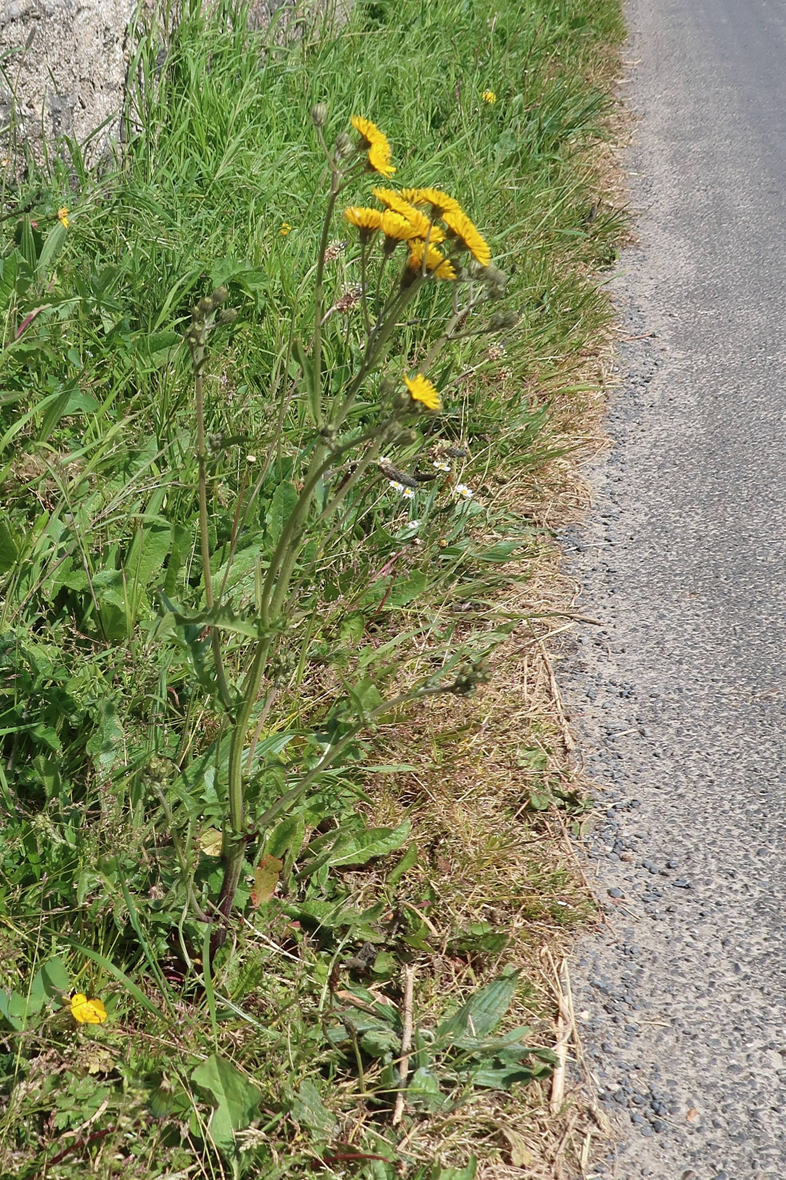 Afficher le média crepis_vesicaria_taraxacifolia4md crepis_vesicaria_taraxacifolia4md