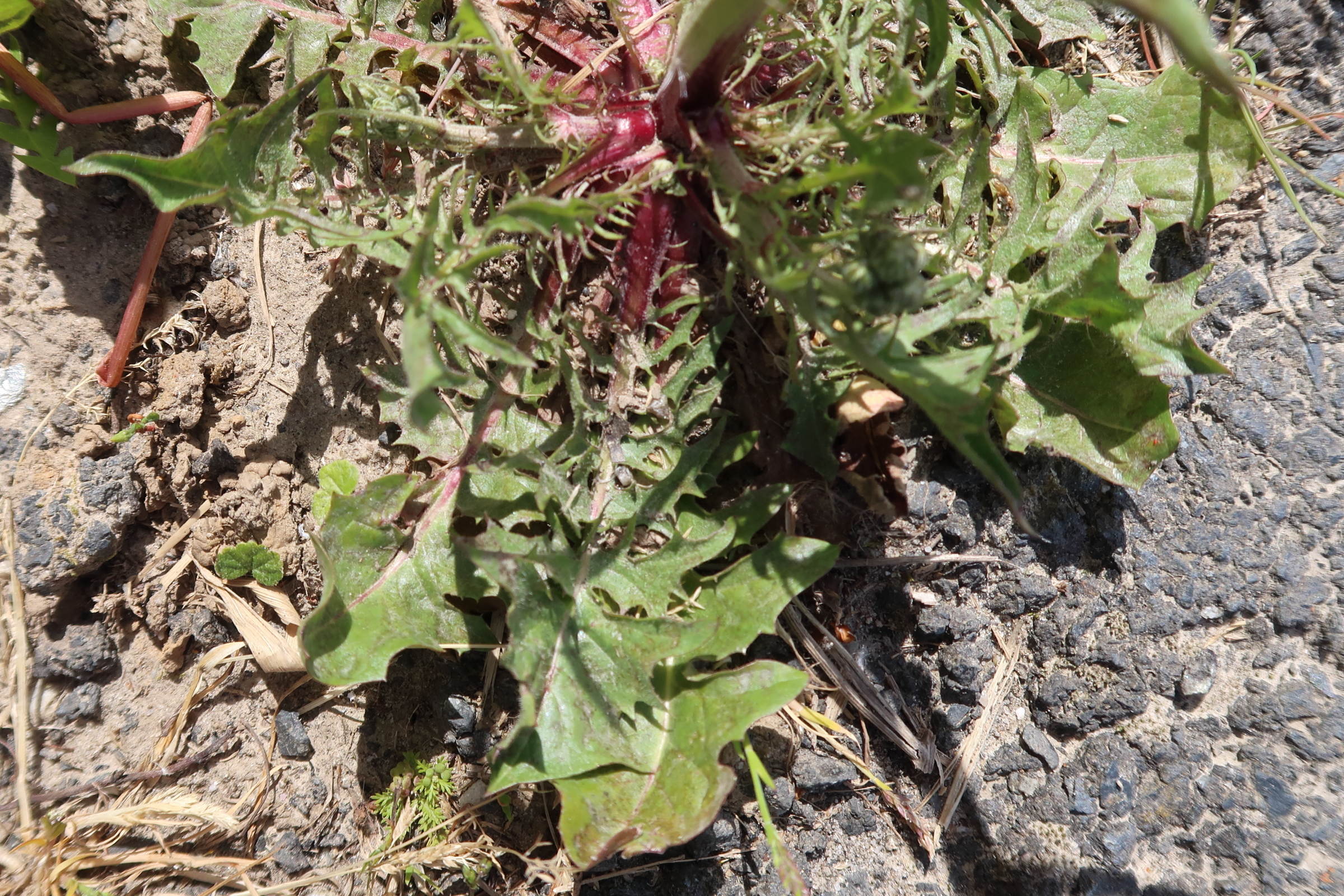 Afficher le média crepis_vesicaria_taraxacifolia5md crepis_vesicaria_taraxacifolia5md