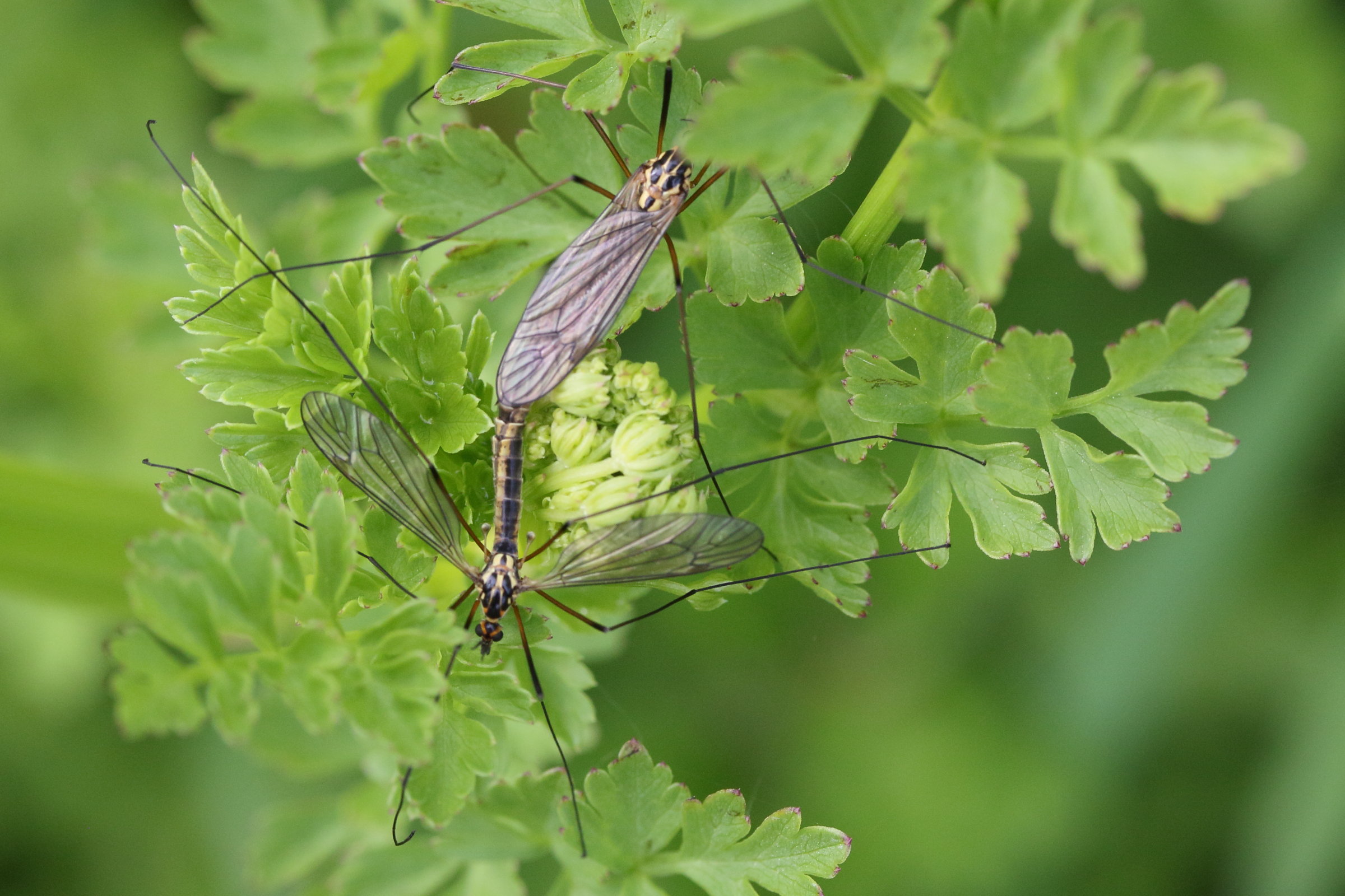 nephrotoma_appendiculata1md