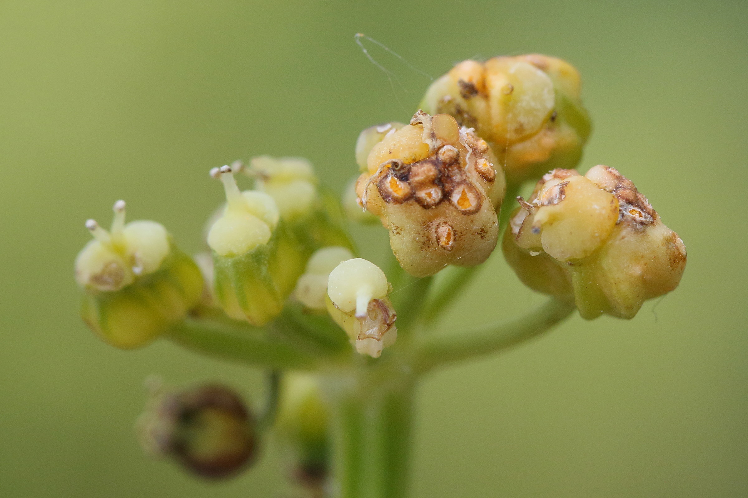 Afficher le média puccinia_smyrnii_galle2md puccinia_smyrnii_galle2md