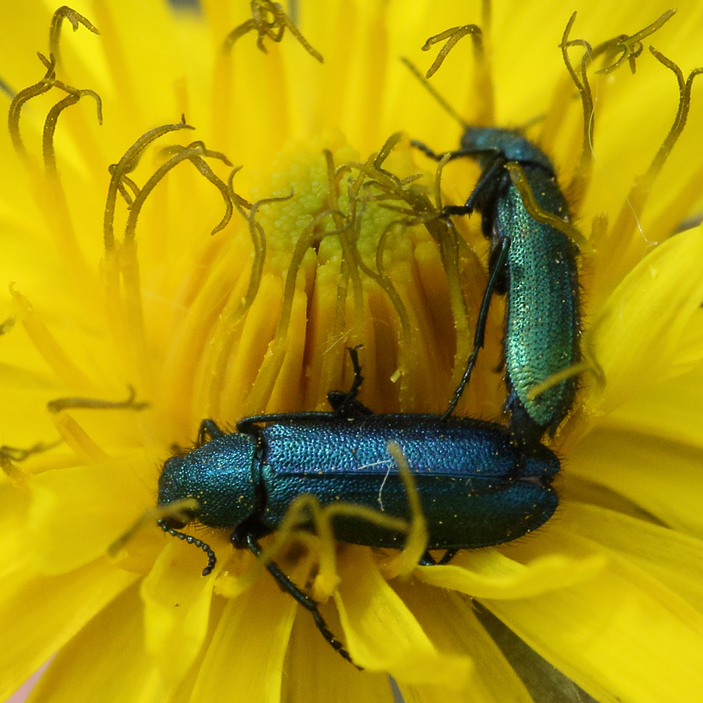 Afficher le média psilothrix_viridicoerulea4md psilothrix_viridicoerulea4md