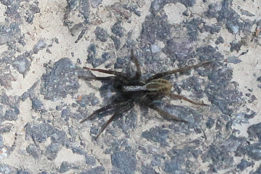 alopecosa_cuneata1md