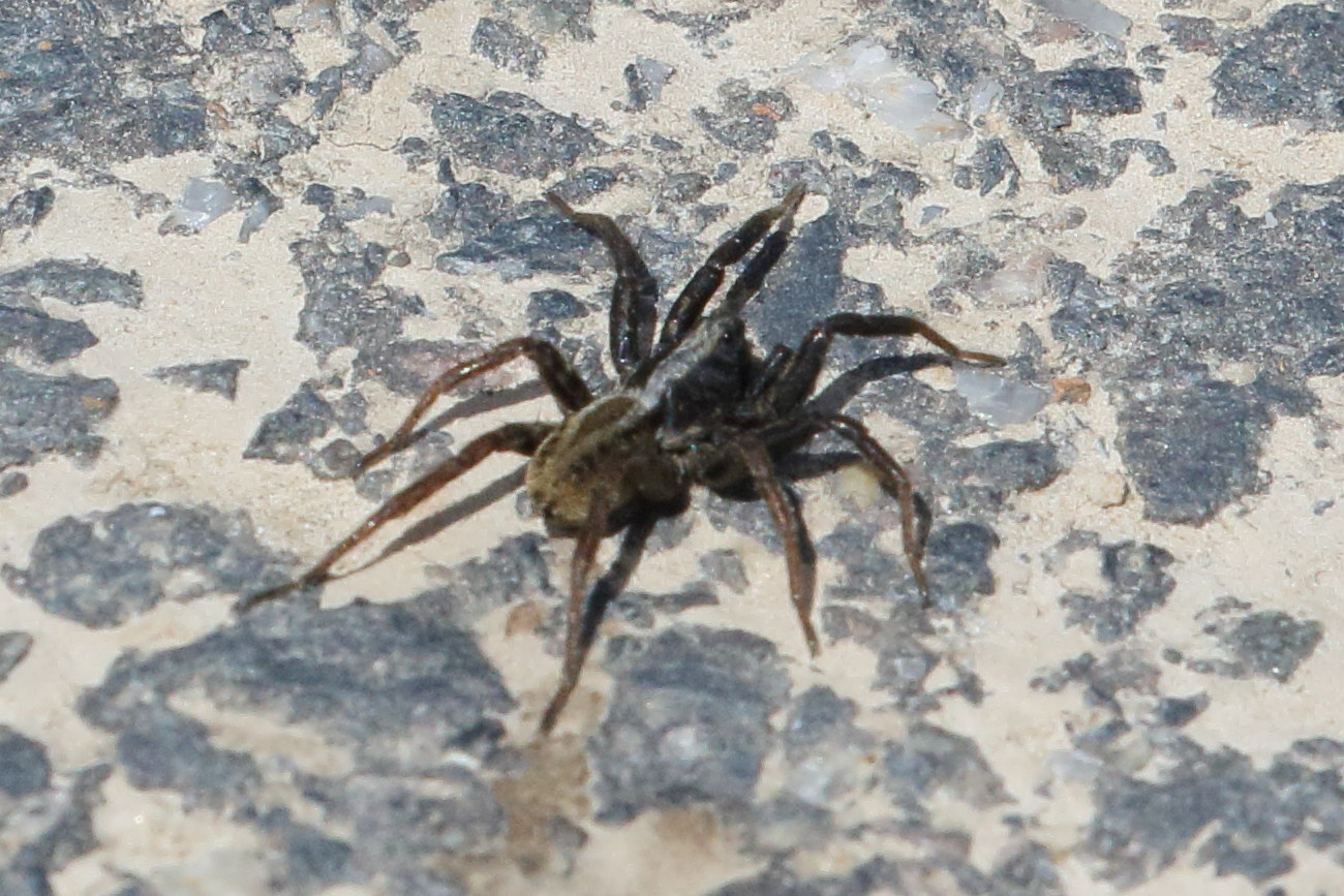 alopecosa_cuneata2bd