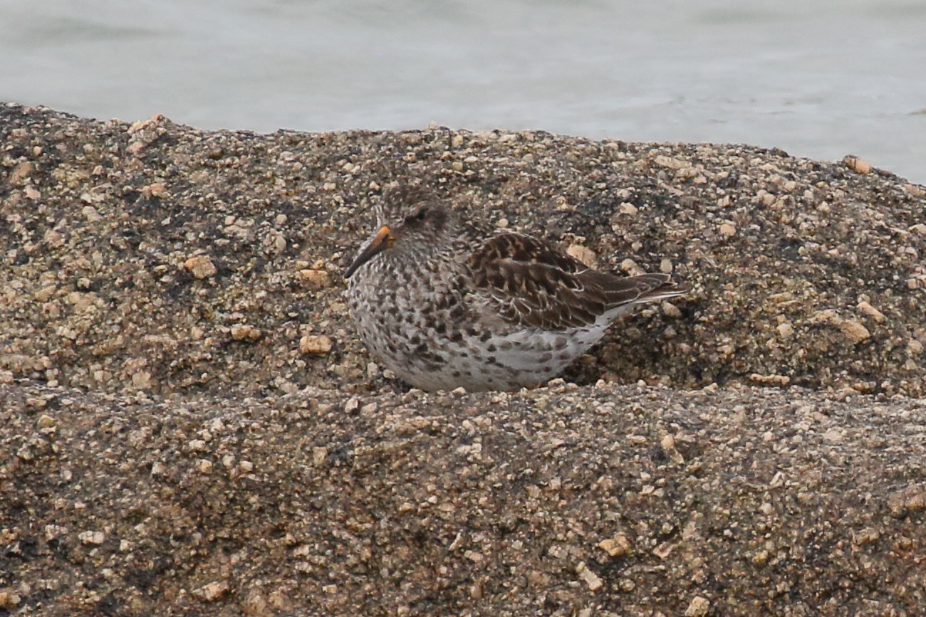 becasseau_violet_-_calidris_maritima6bd