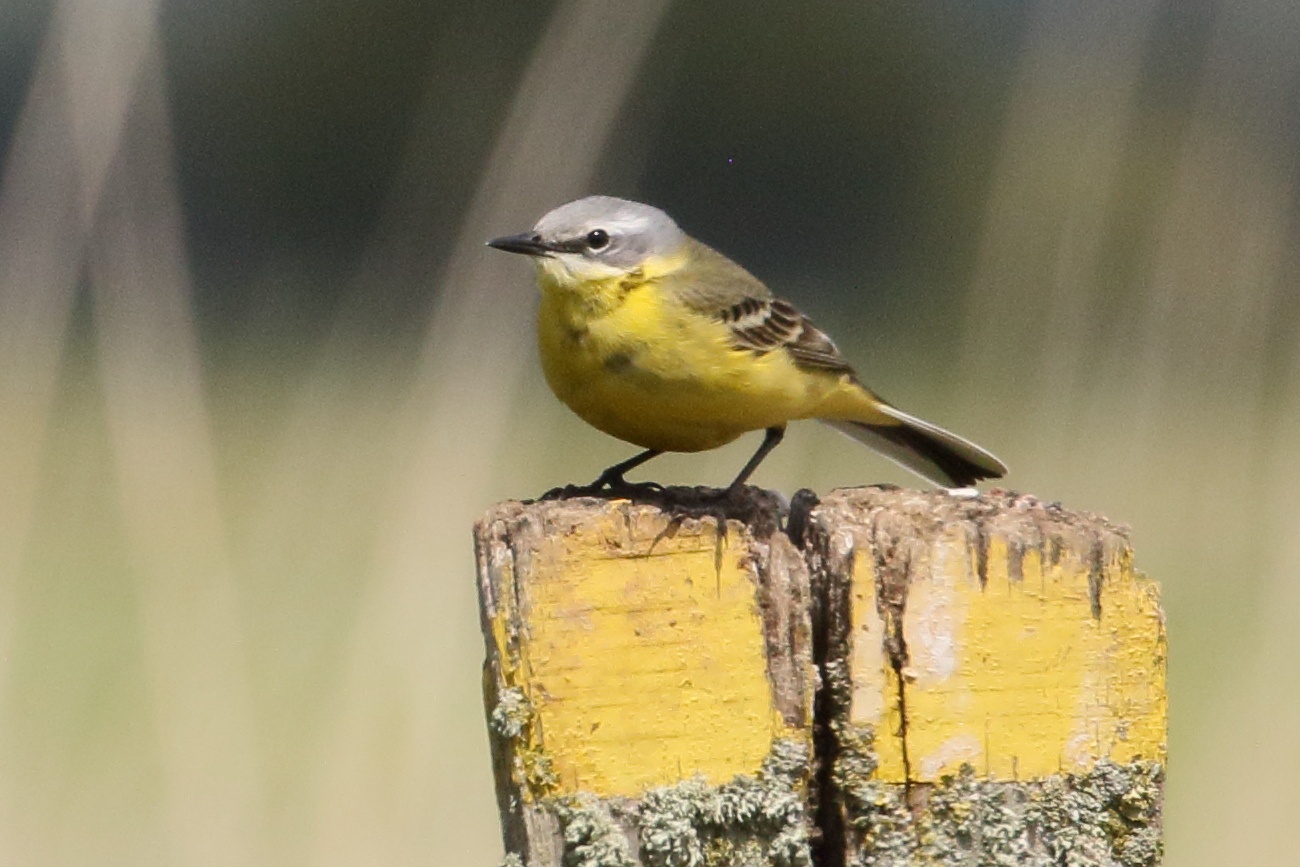 bergeronnette_printaniere_-_motacilla_flava_flavissima3bd