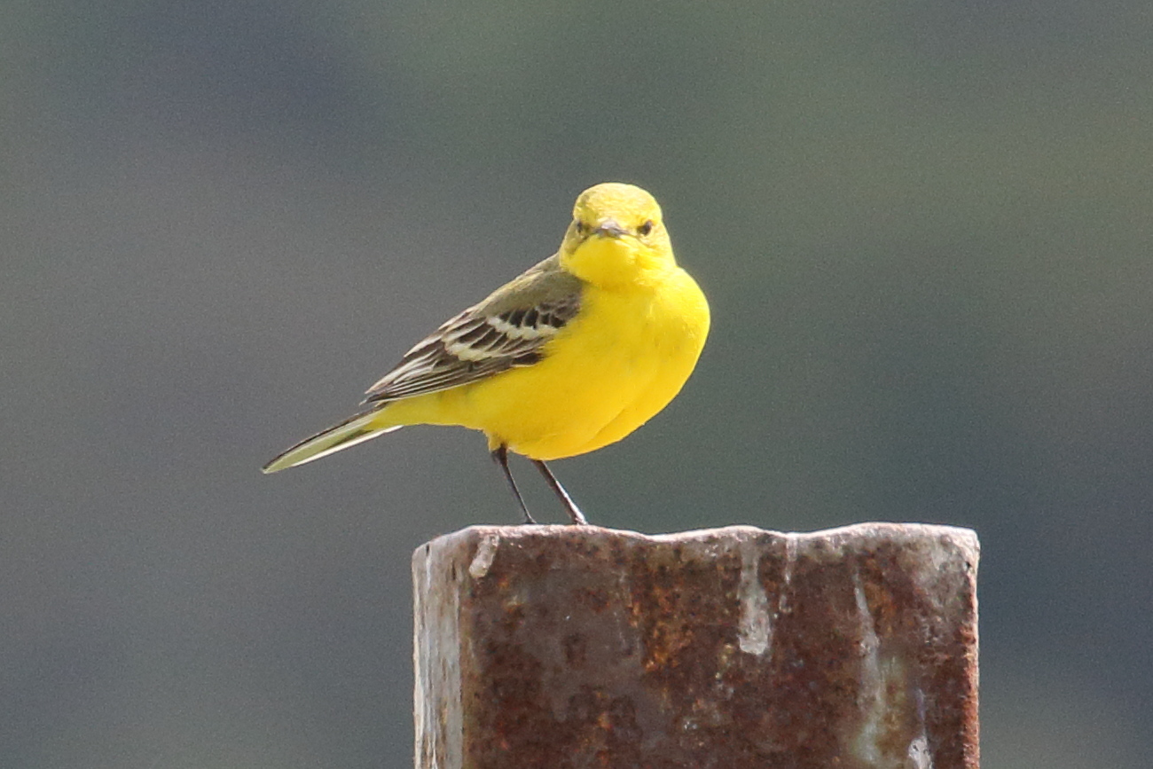 bergeronnette_printaniere_-_motacilla_flava_flavissima4bd