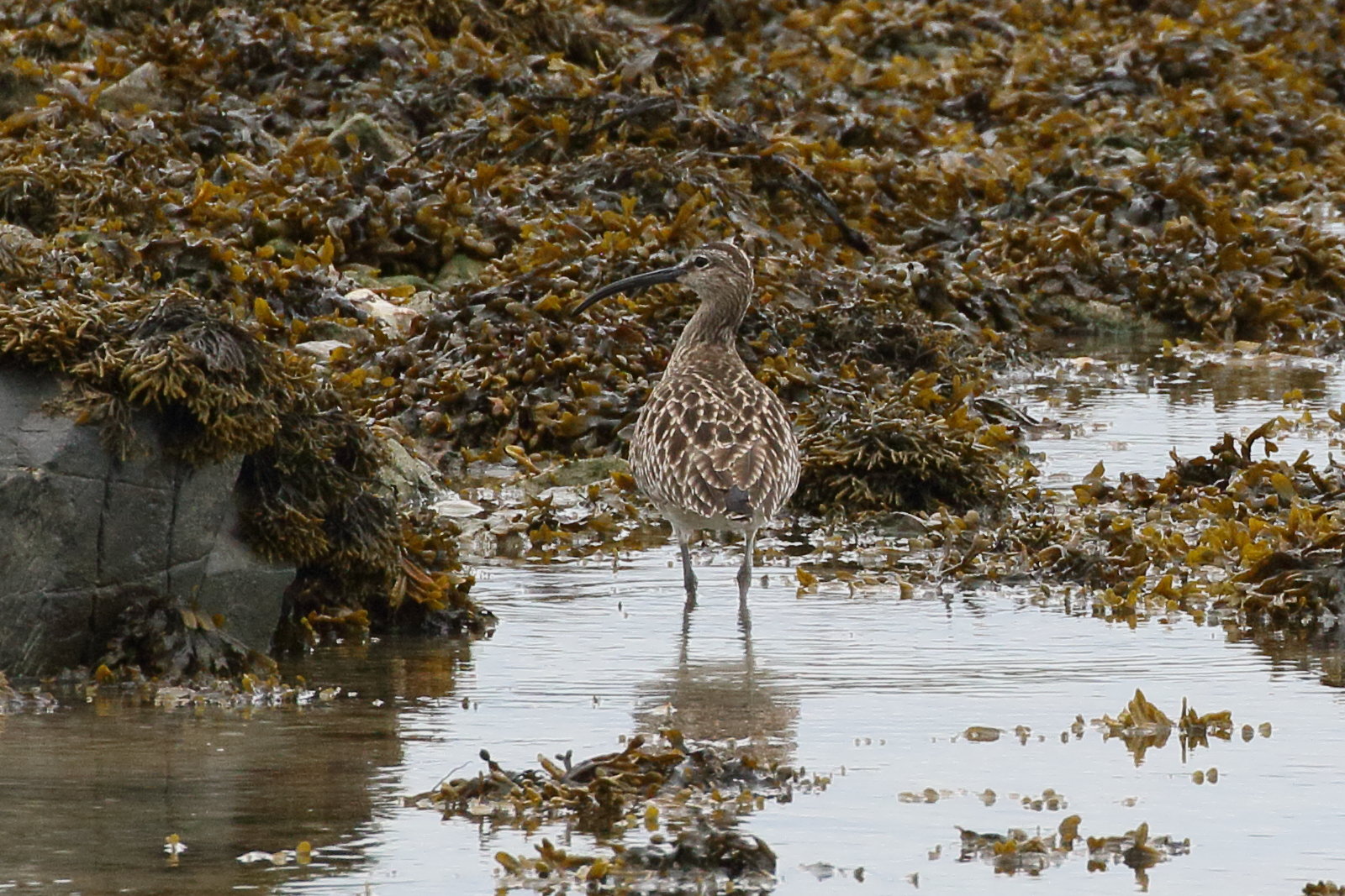 courlis_corlieu_-_numenius_phaeopus6bd