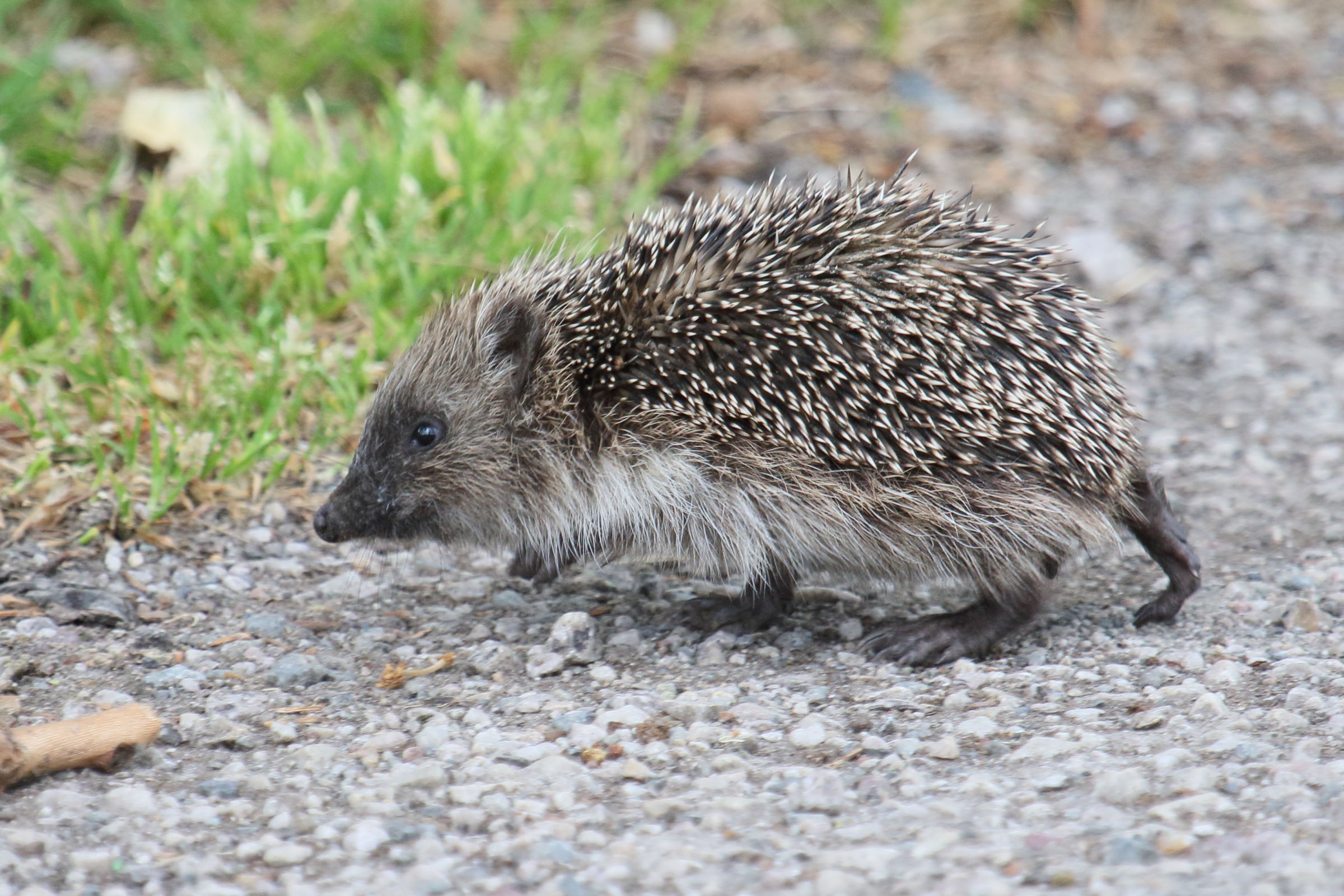 erinaceus_europaeus5md