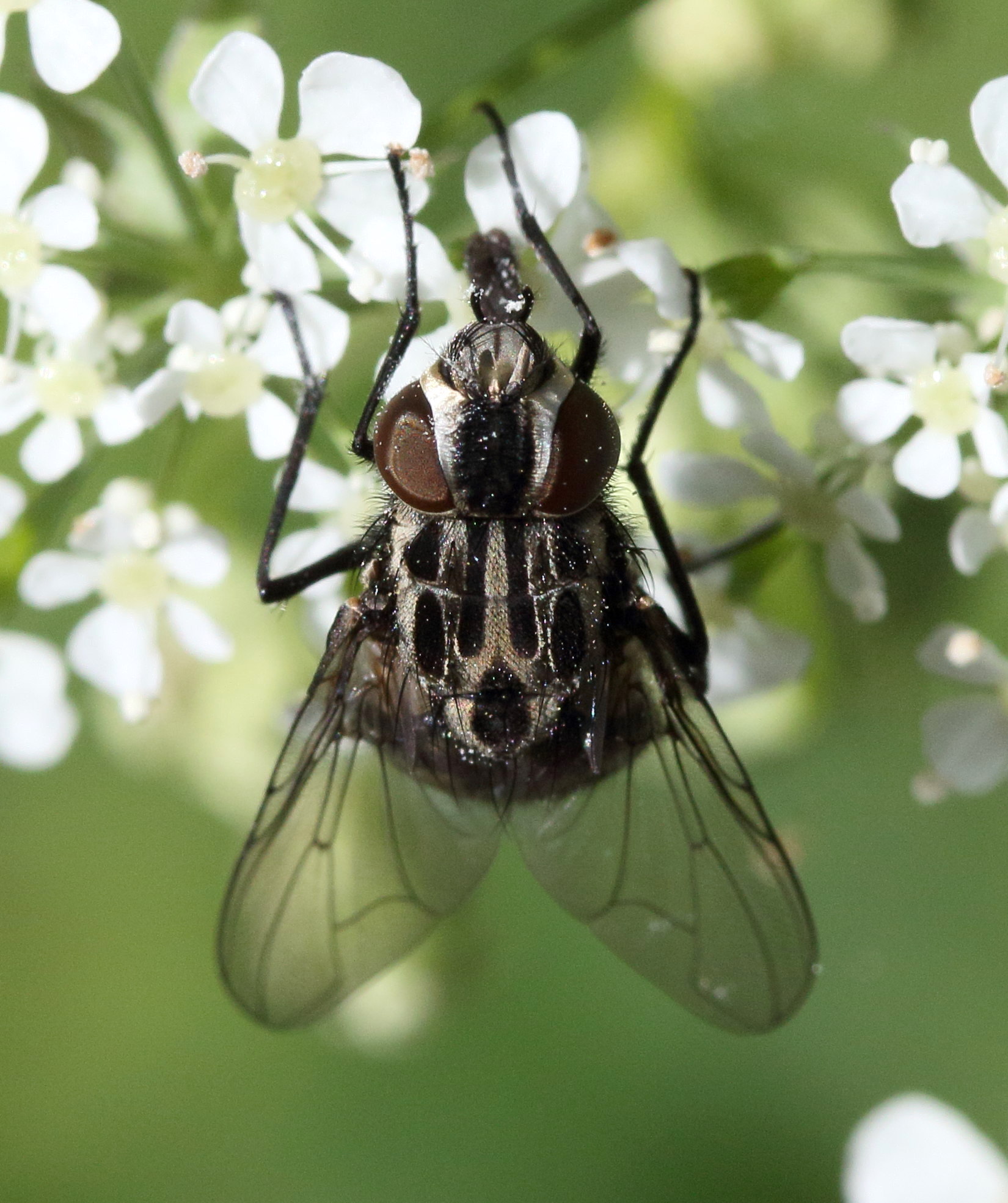 graphomya_maculata5md