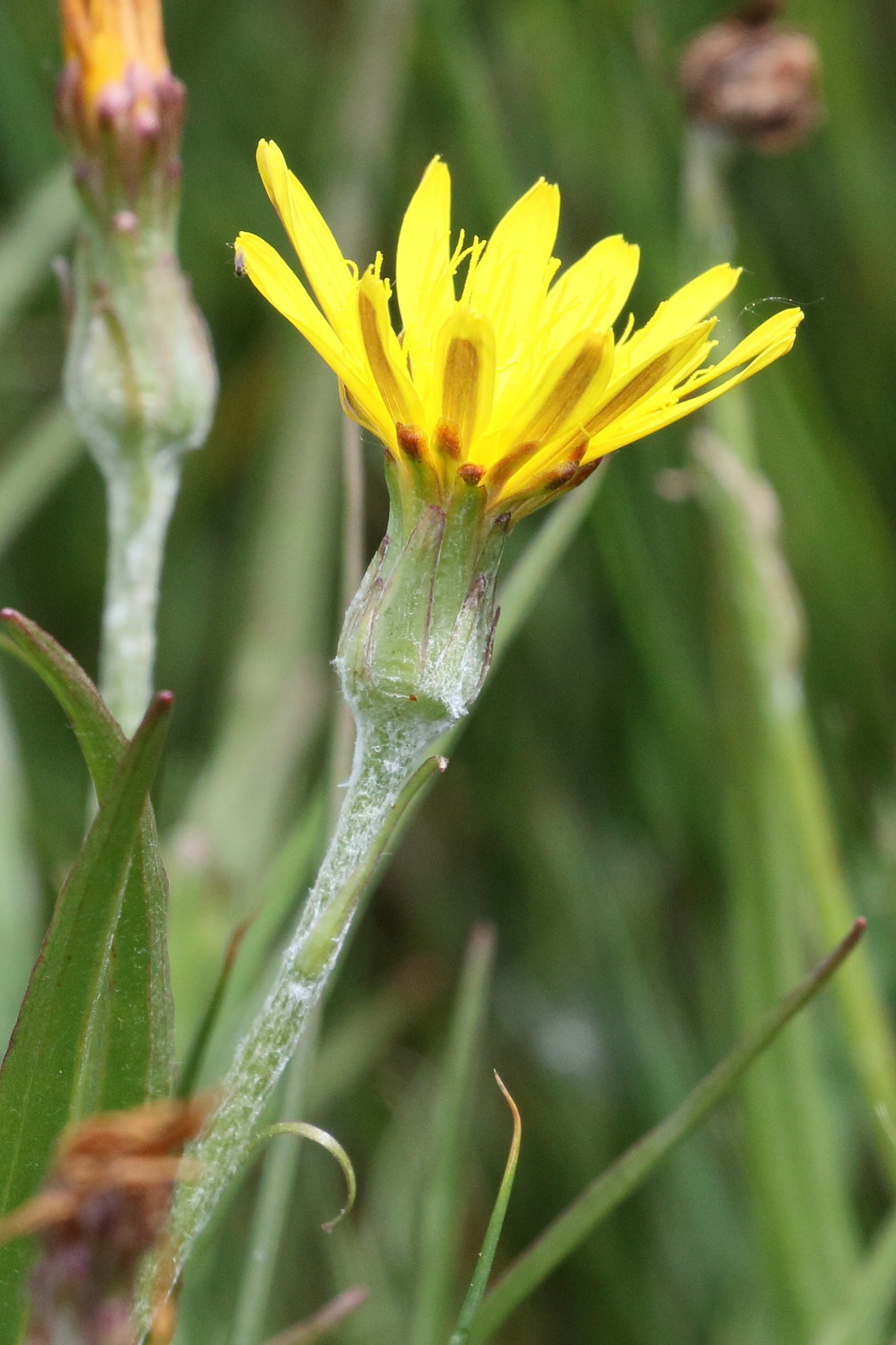 scorzonera_humilis2bd