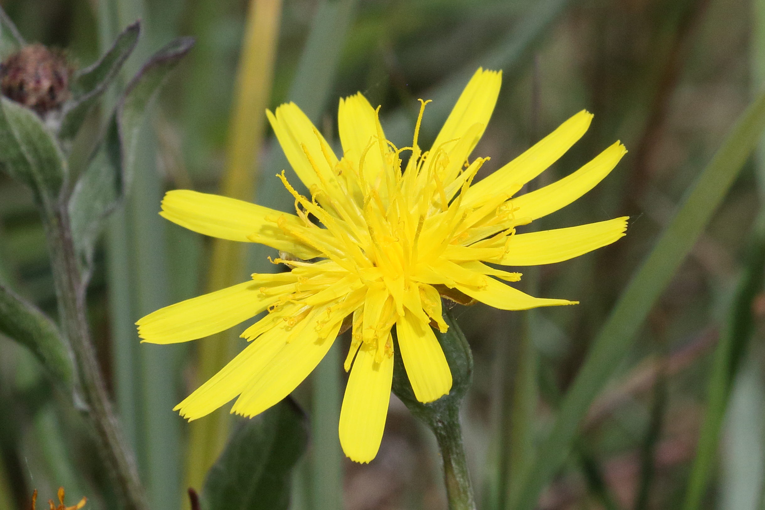 scorzonera_humilis3bd