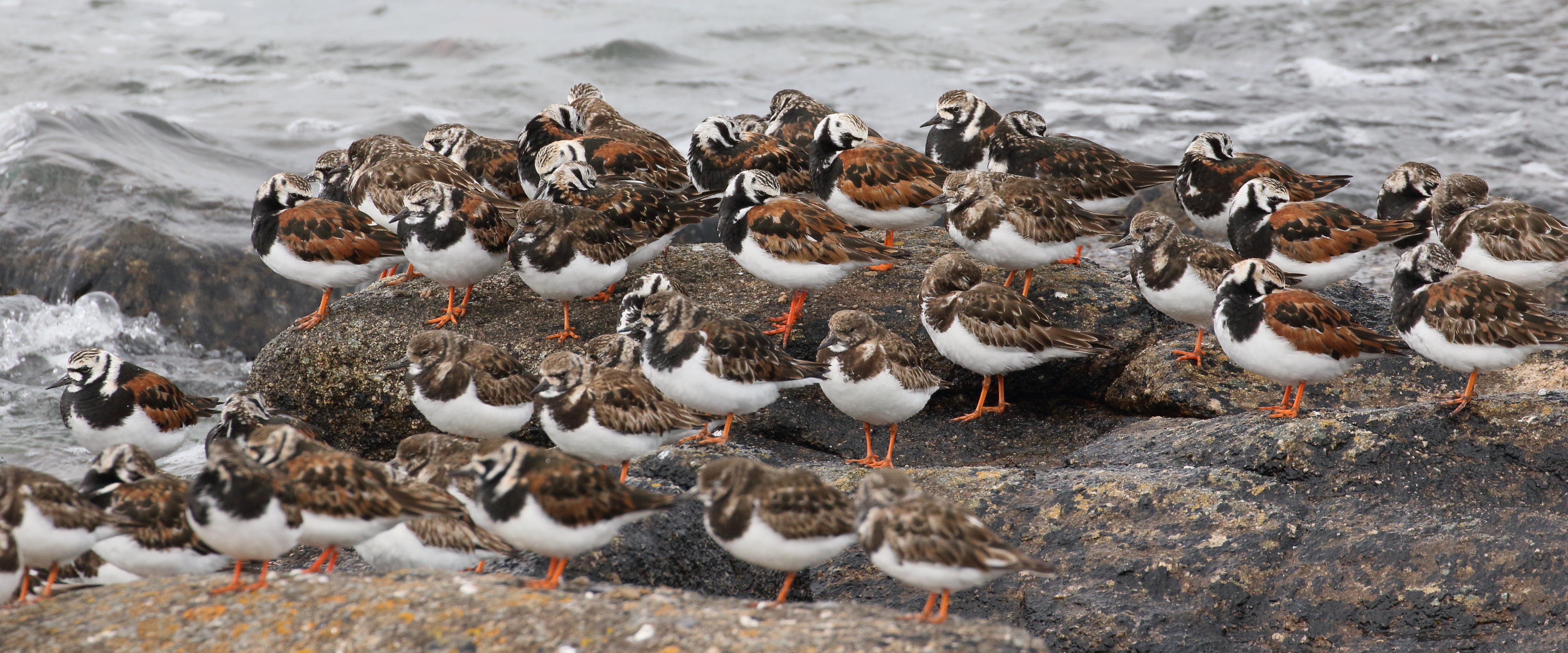 tournepierre_a_collier_-_arenaria_interpres9bd