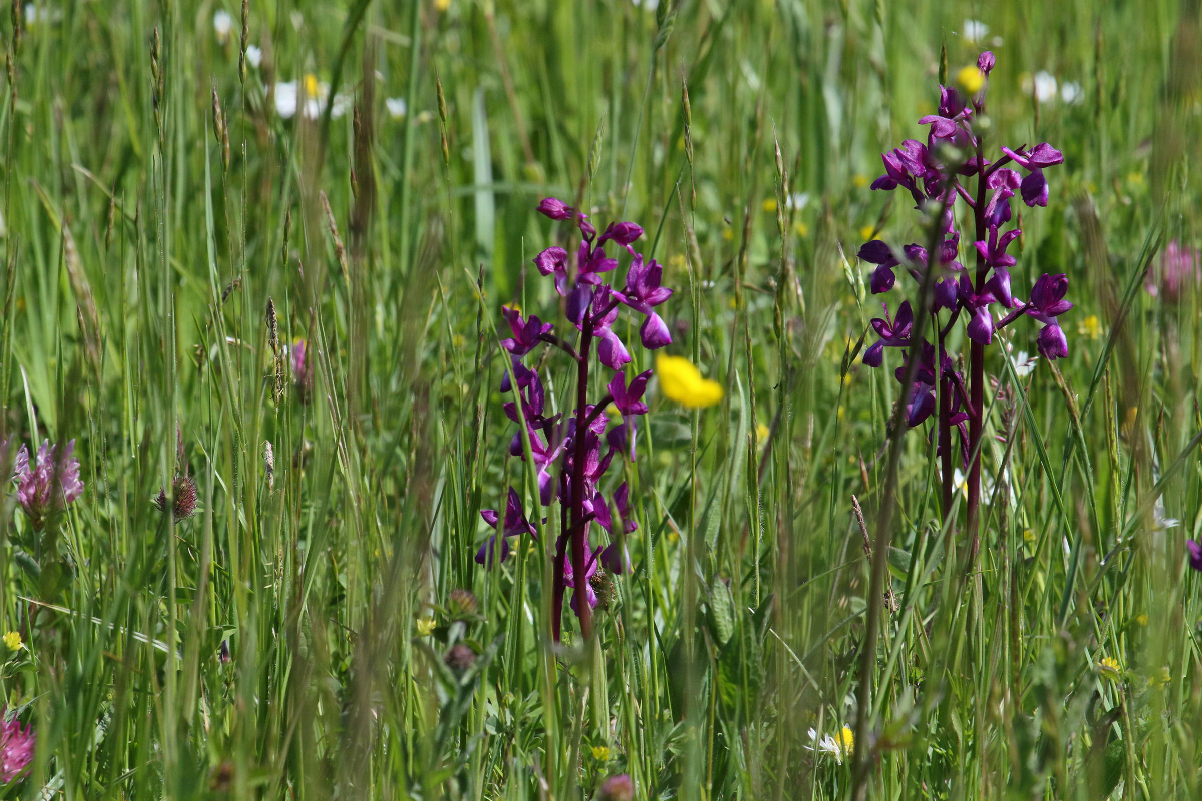 anacamptis_laxiflora4md