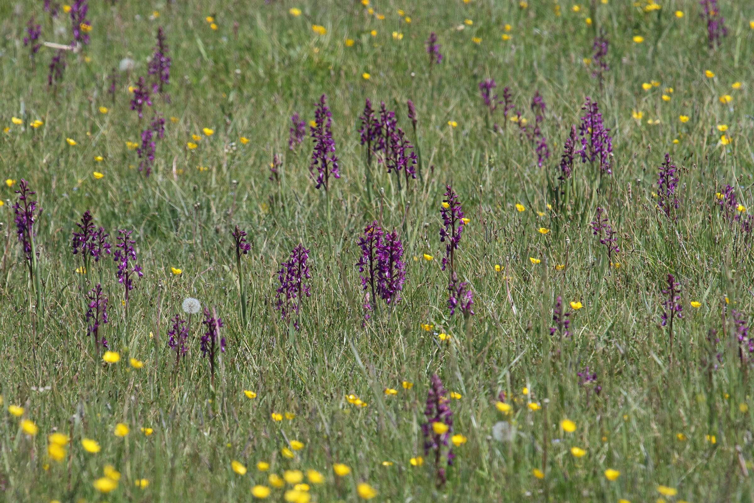 anacamptis_laxiflora5md