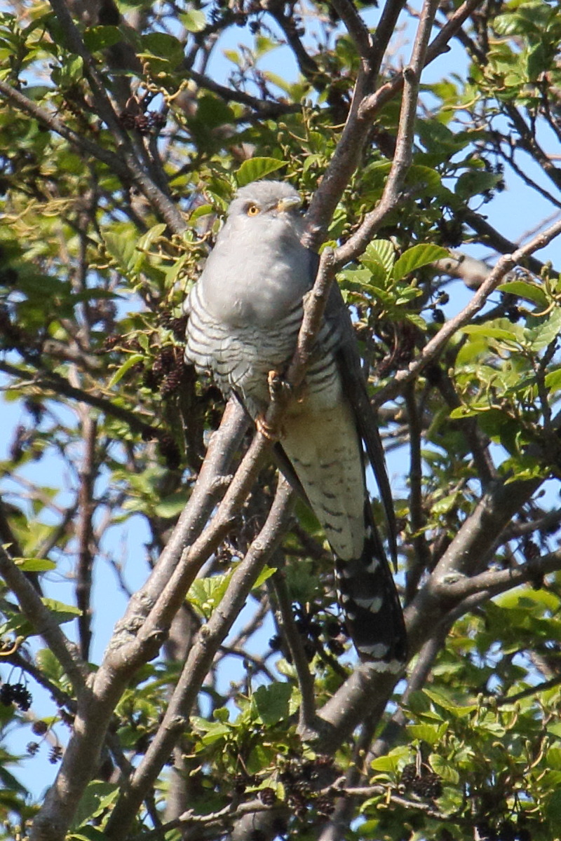 coucou_gris_-_cuculus_canorus7md