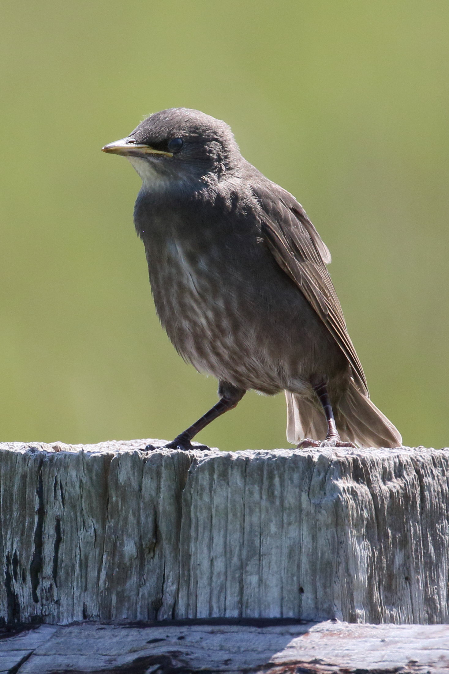 etourneau_sansonnet_-_sturnus_vulgaris7bd