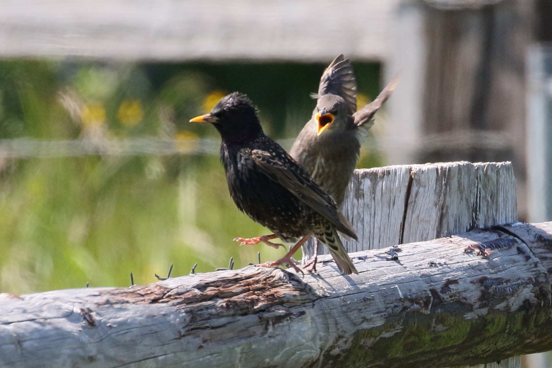 etourneau_sansonnet_-_sturnus_vulgaris8bd