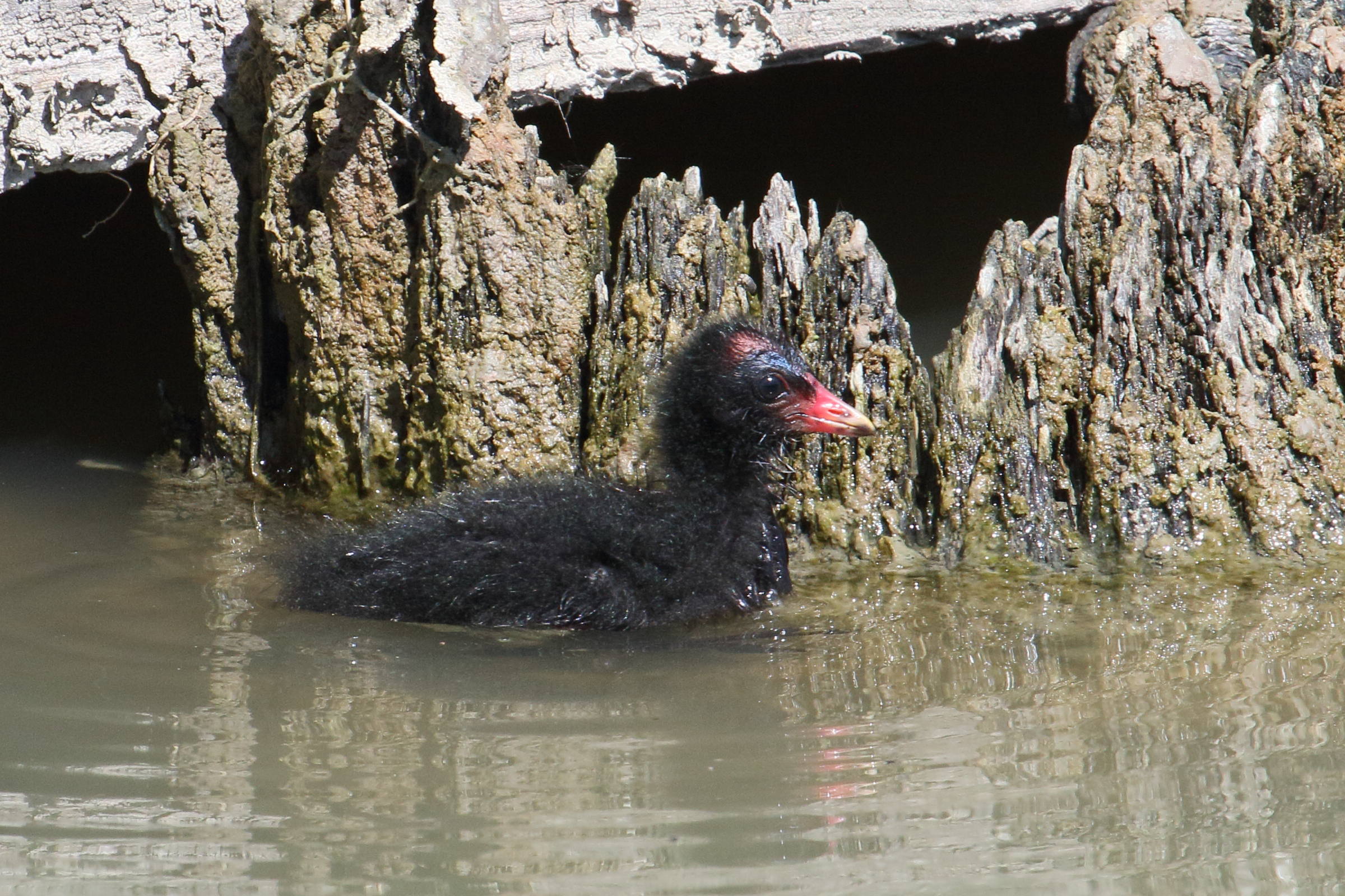 gallinule_poule-d-eau_-_gallinula_chloropus14md