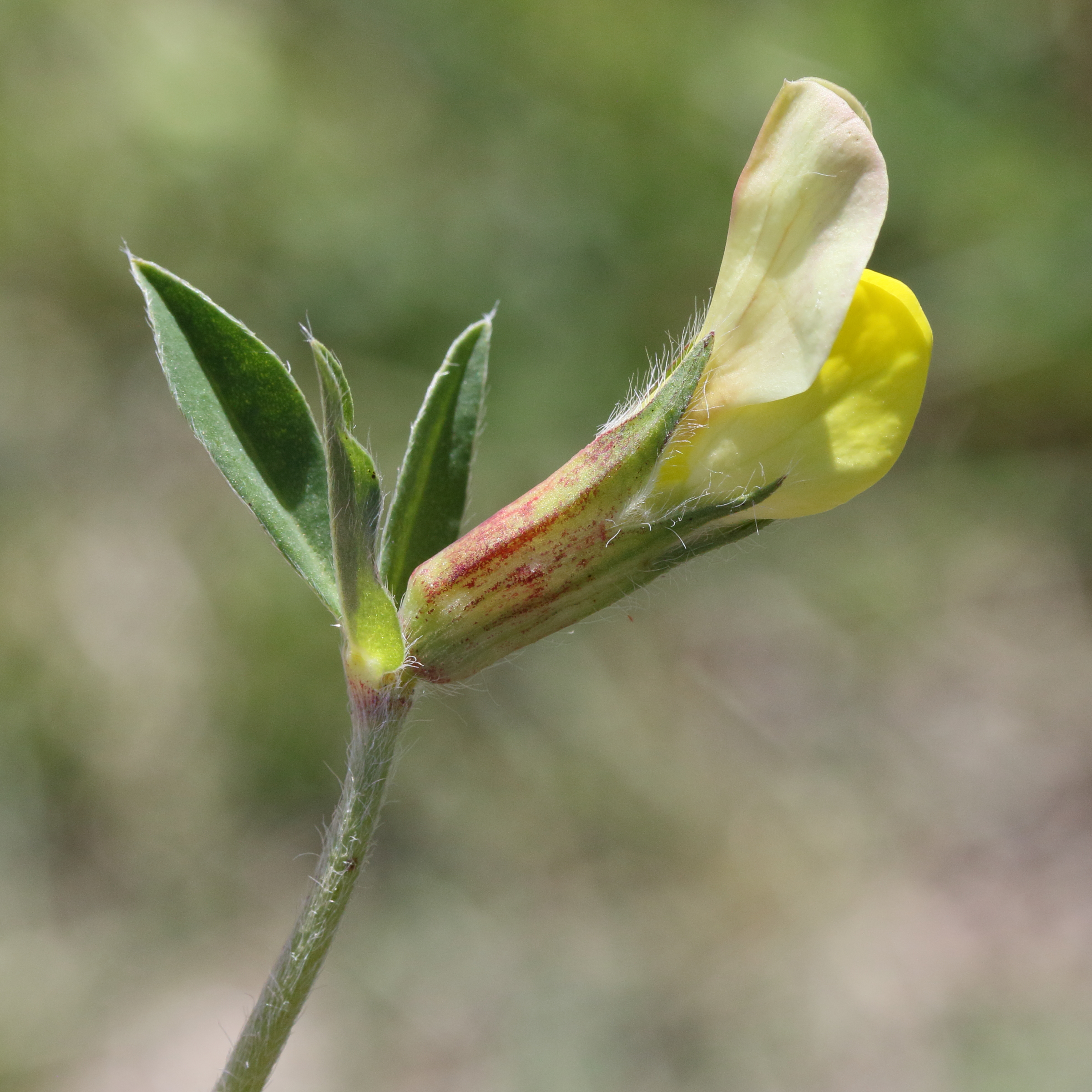 Afficher le média lotus_maritimus7md lotus_maritimus7md