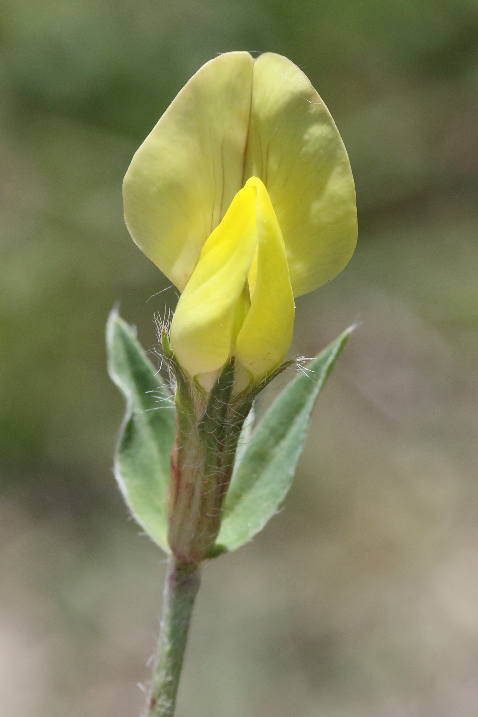 Afficher le média lotus_maritimus8md lotus_maritimus8md