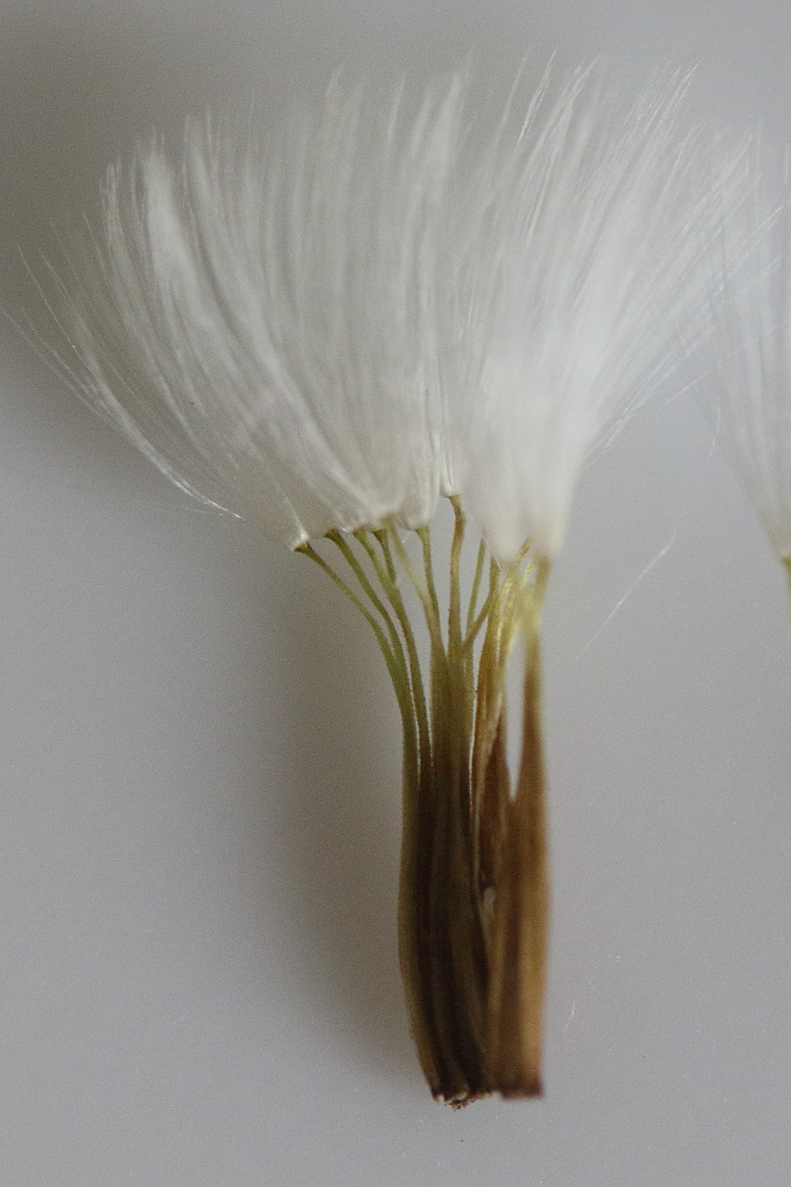 Afficher le média crepis_vesicaria_taraxacifolia6md crepis_vesicaria_taraxacifolia6md