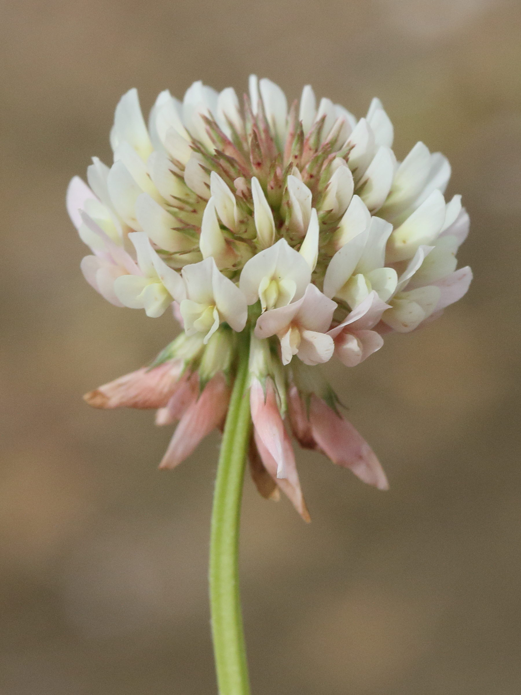 trifolium_repens4md