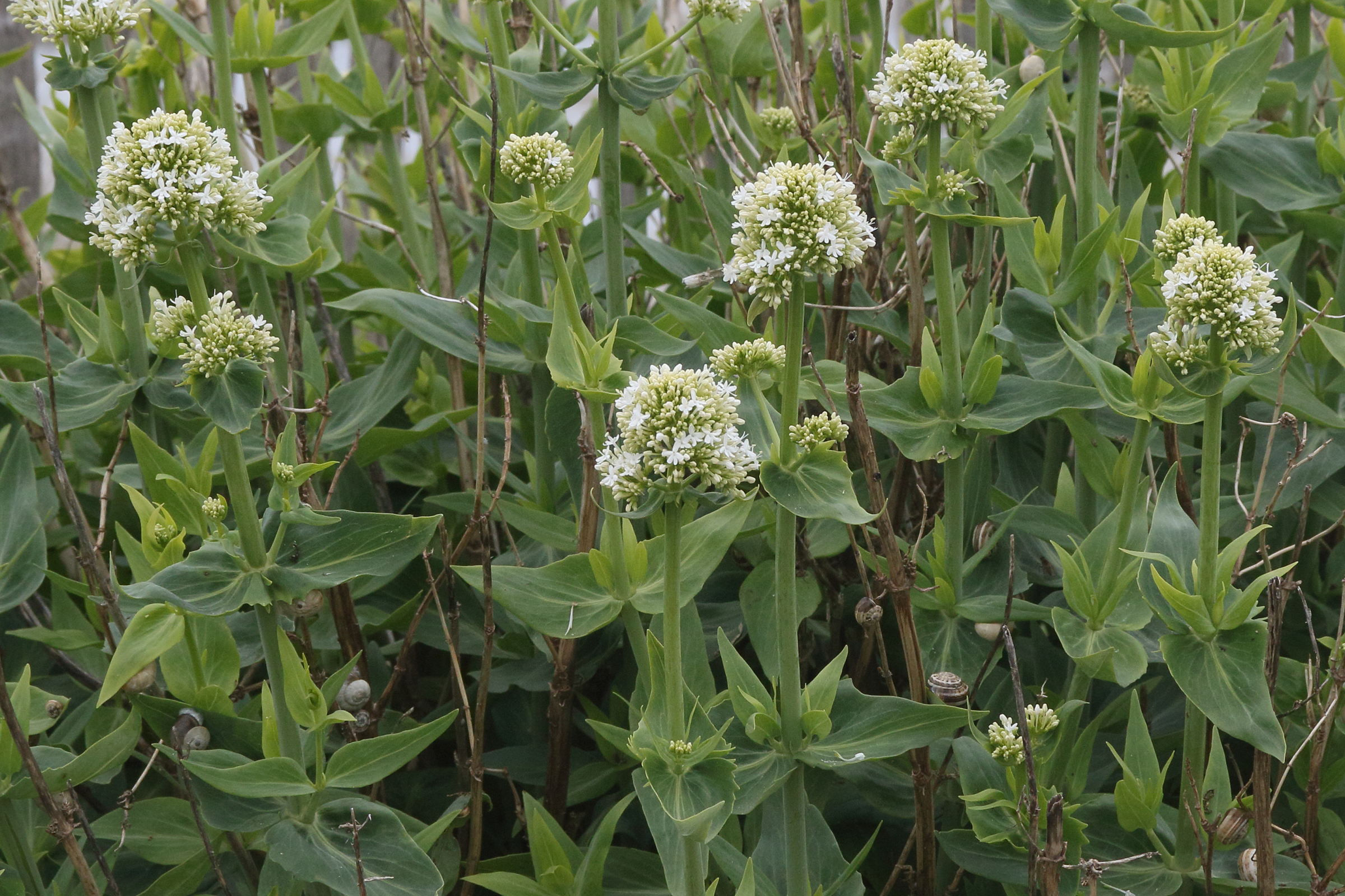 centranthus_ruber6md