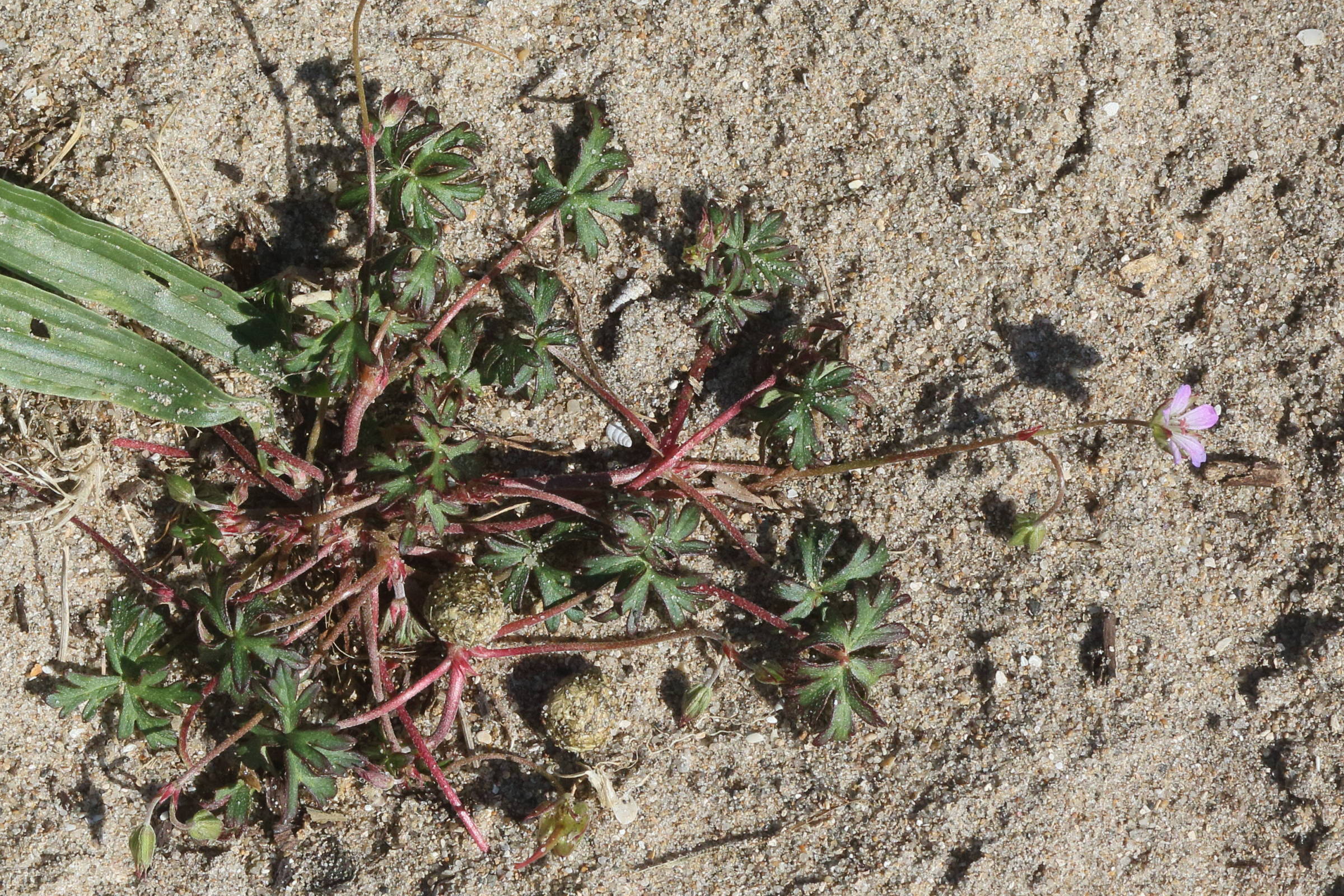 geranium_columbinum1md