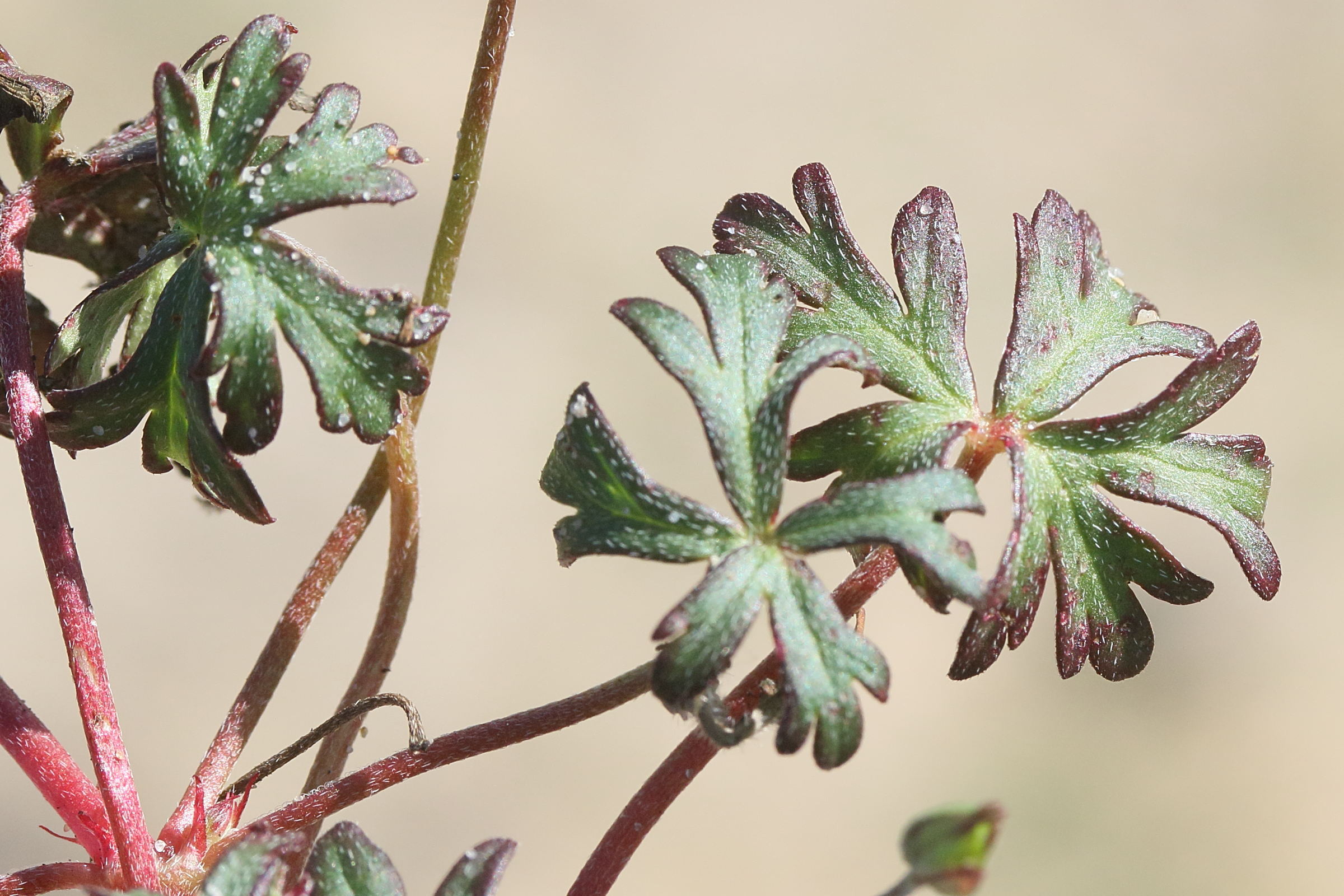 geranium_columbinum2md