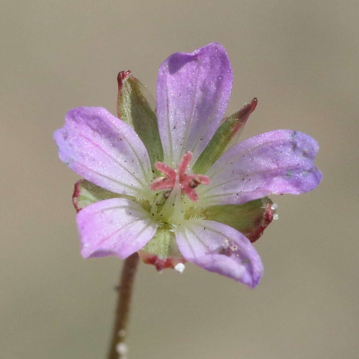 geranium_columbinum3md