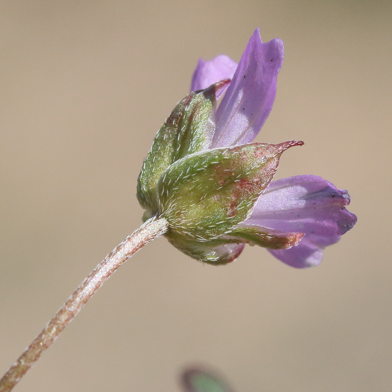 geranium_columbinum4md