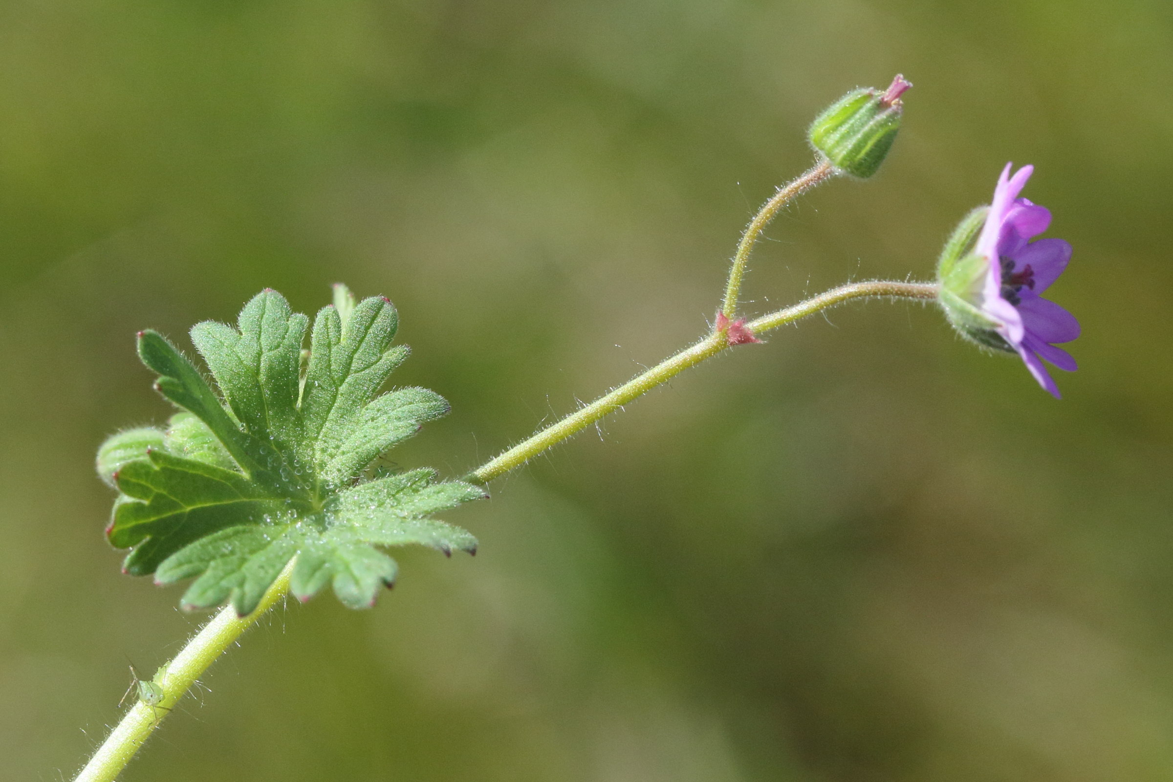Afficher le média geranium_molle5md geranium_molle5md