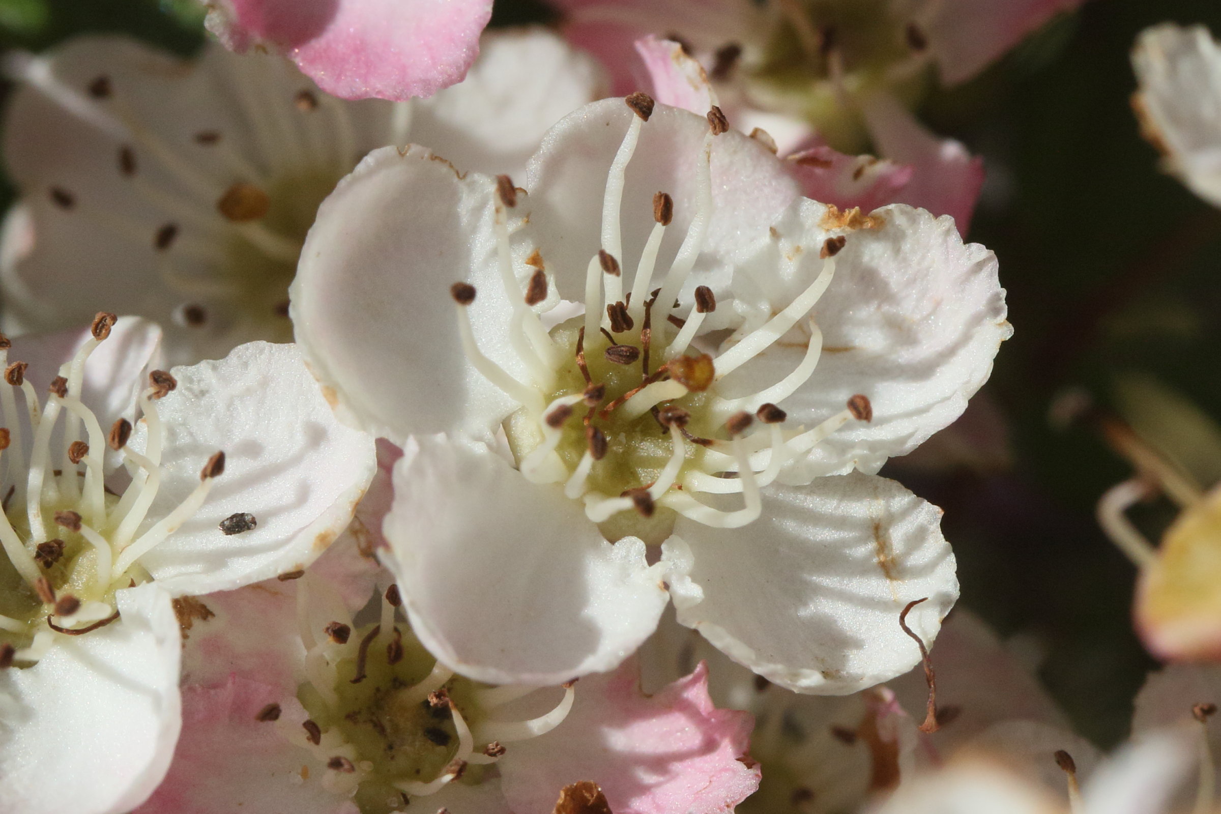 crataegus_monogyna10md