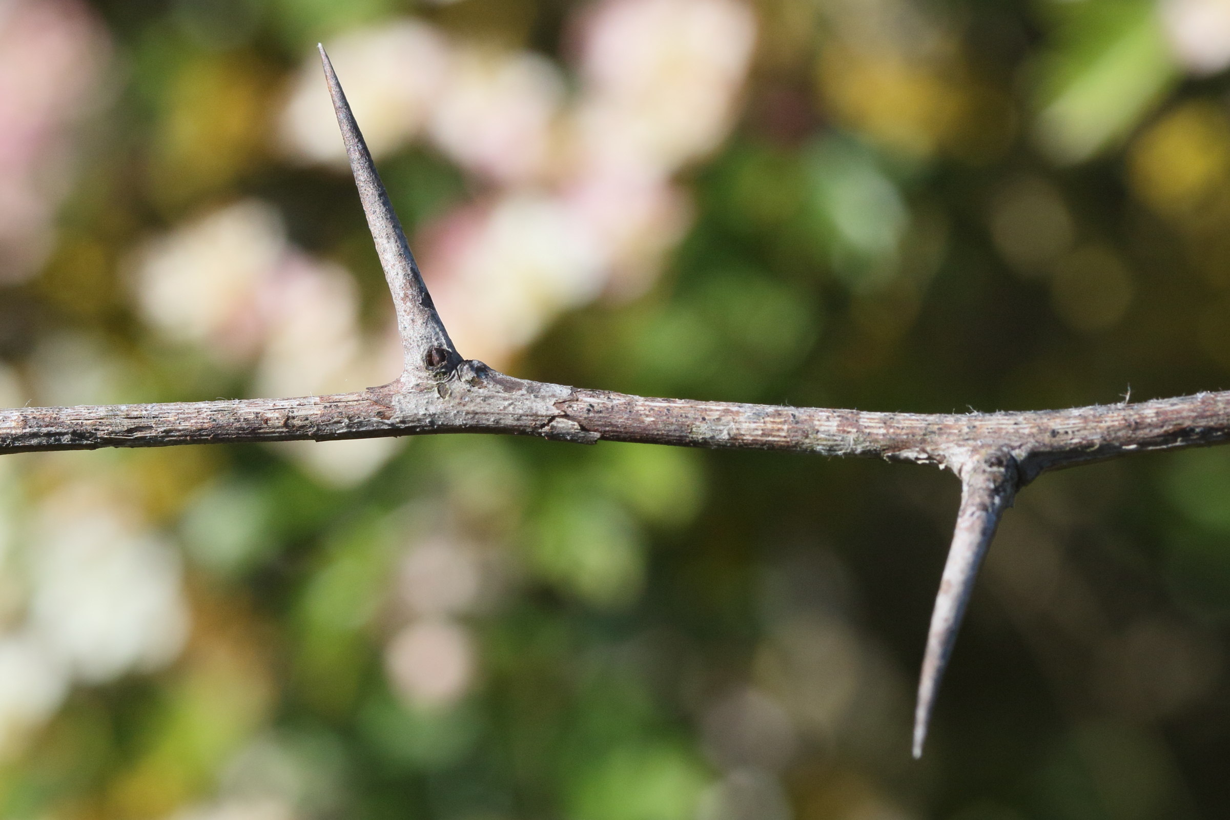 crataegus_monogyna11md