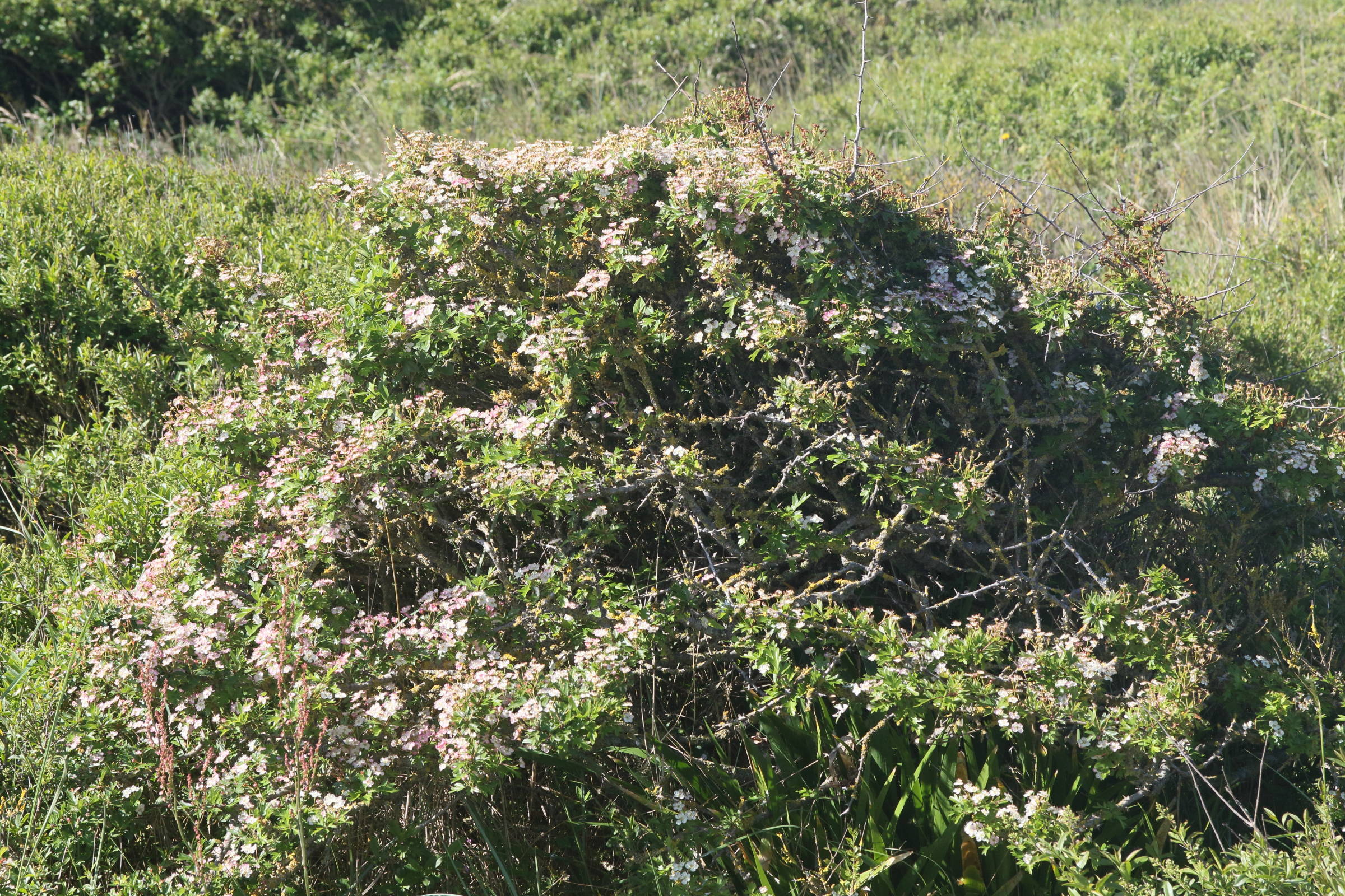 crataegus_monogyna12md