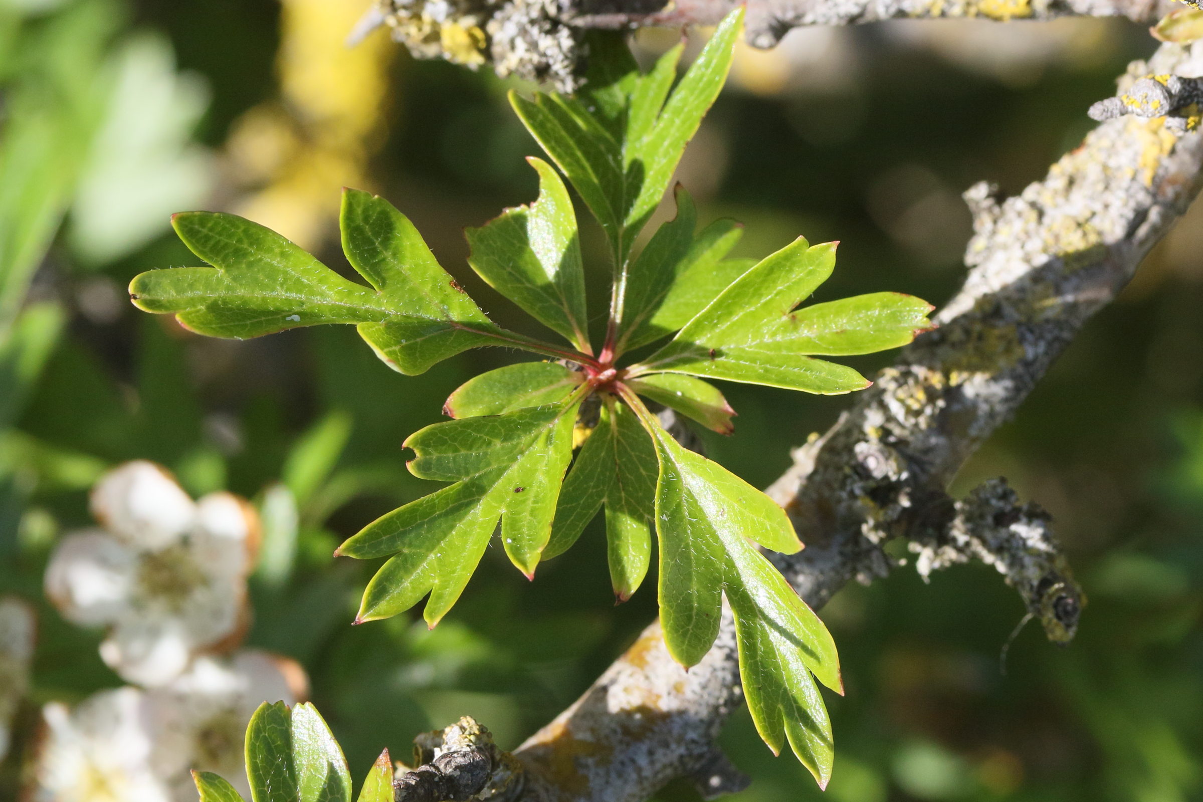 crataegus_monogyna9md