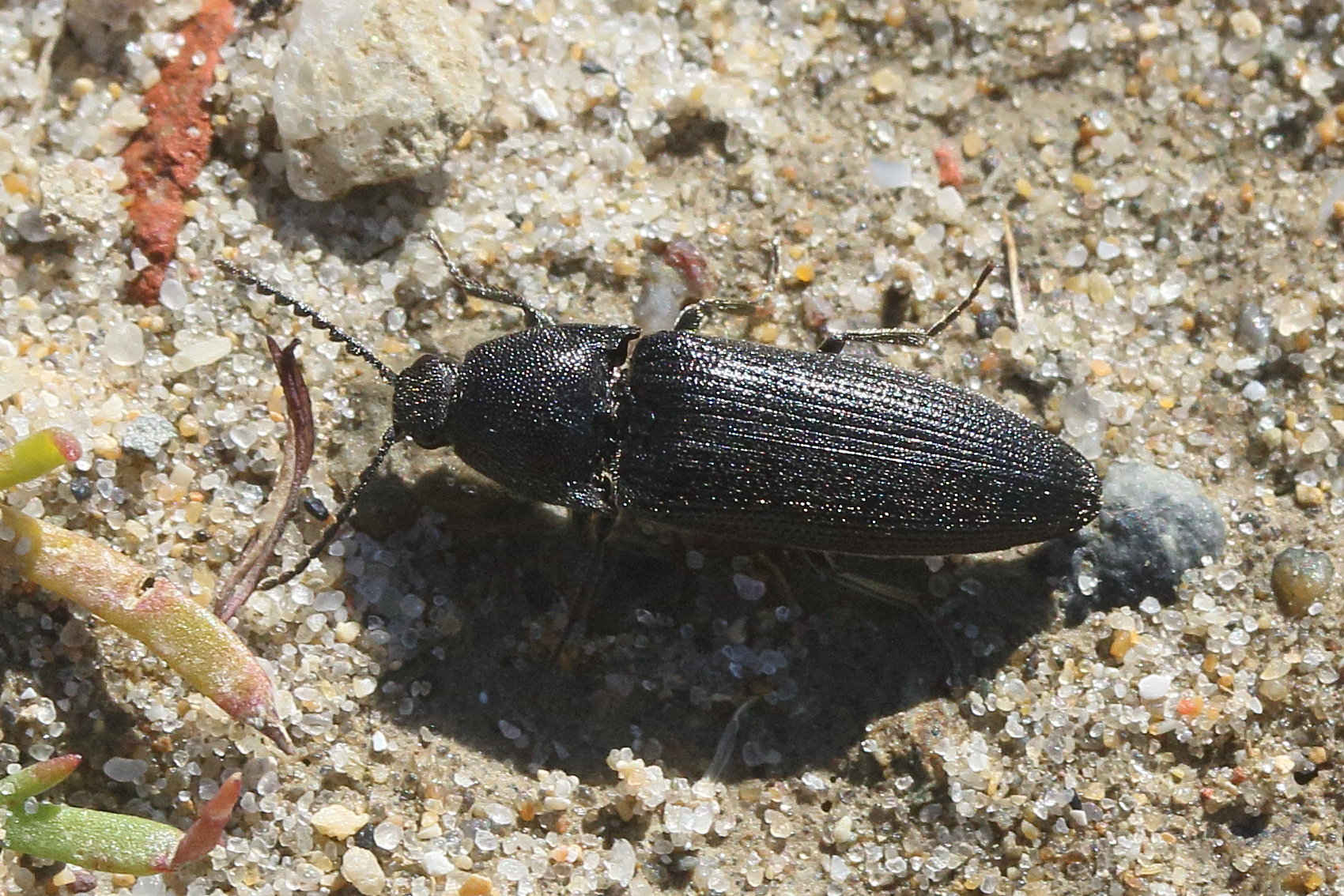 hemicrepidius_hirtus3md