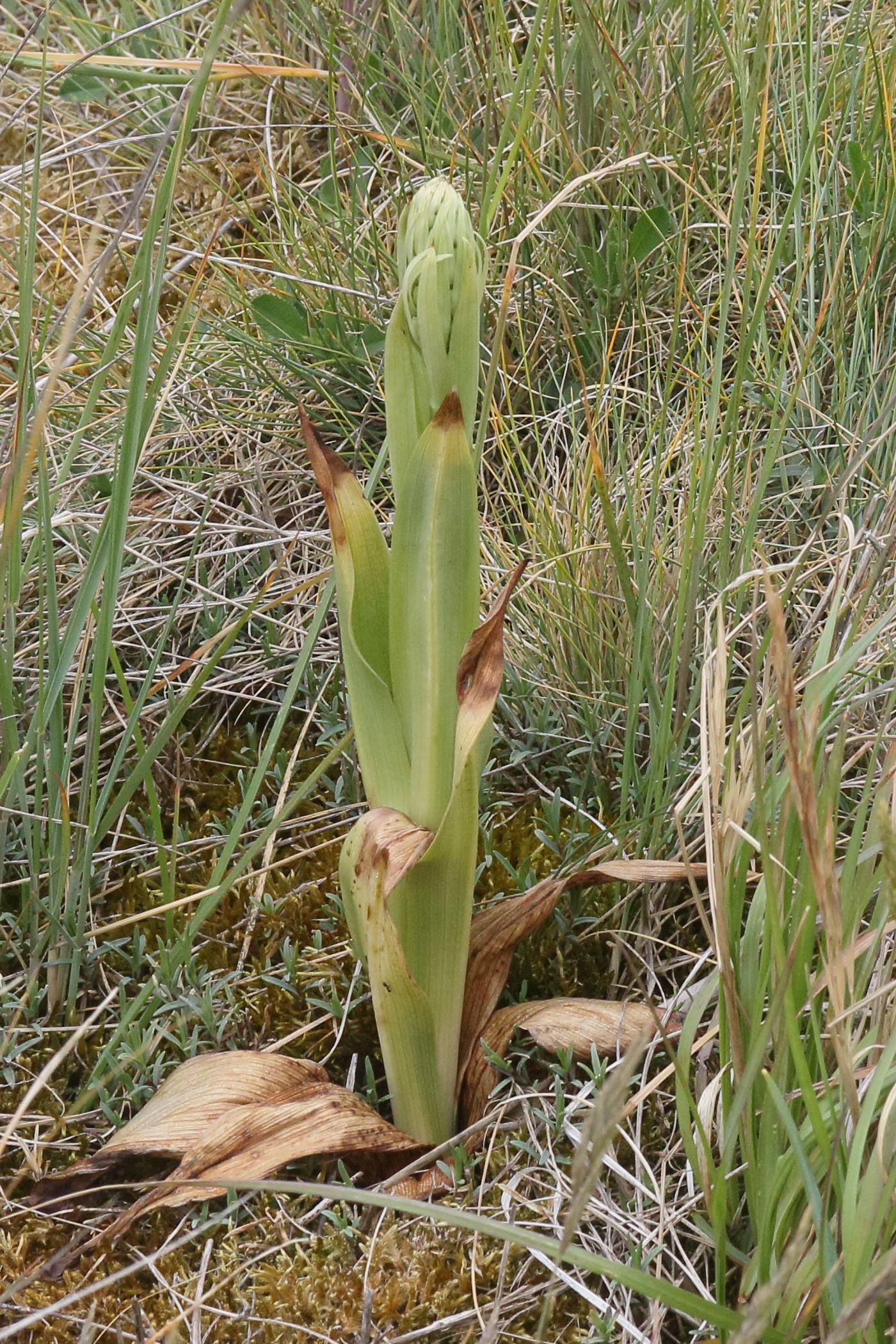 himantoglossum_hircinum6md