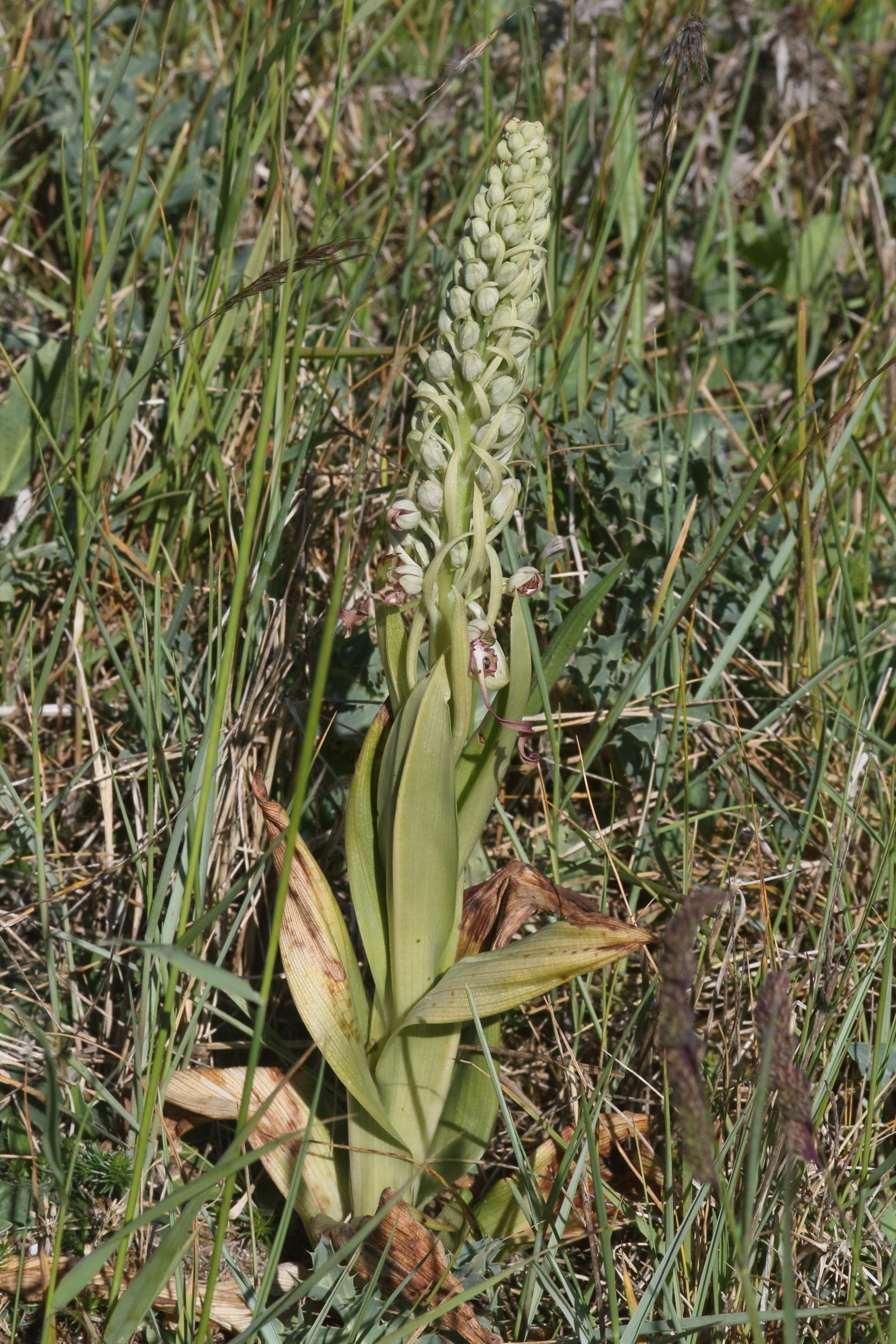 himantoglossum_hircinum7md