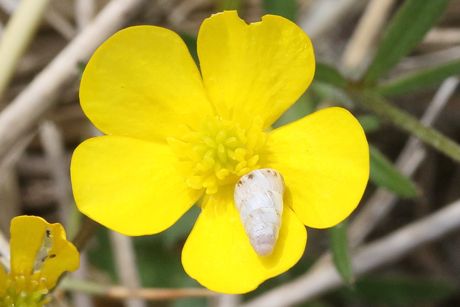 Afficher le média cochlicella_acuta5md cochlicella_acuta5md