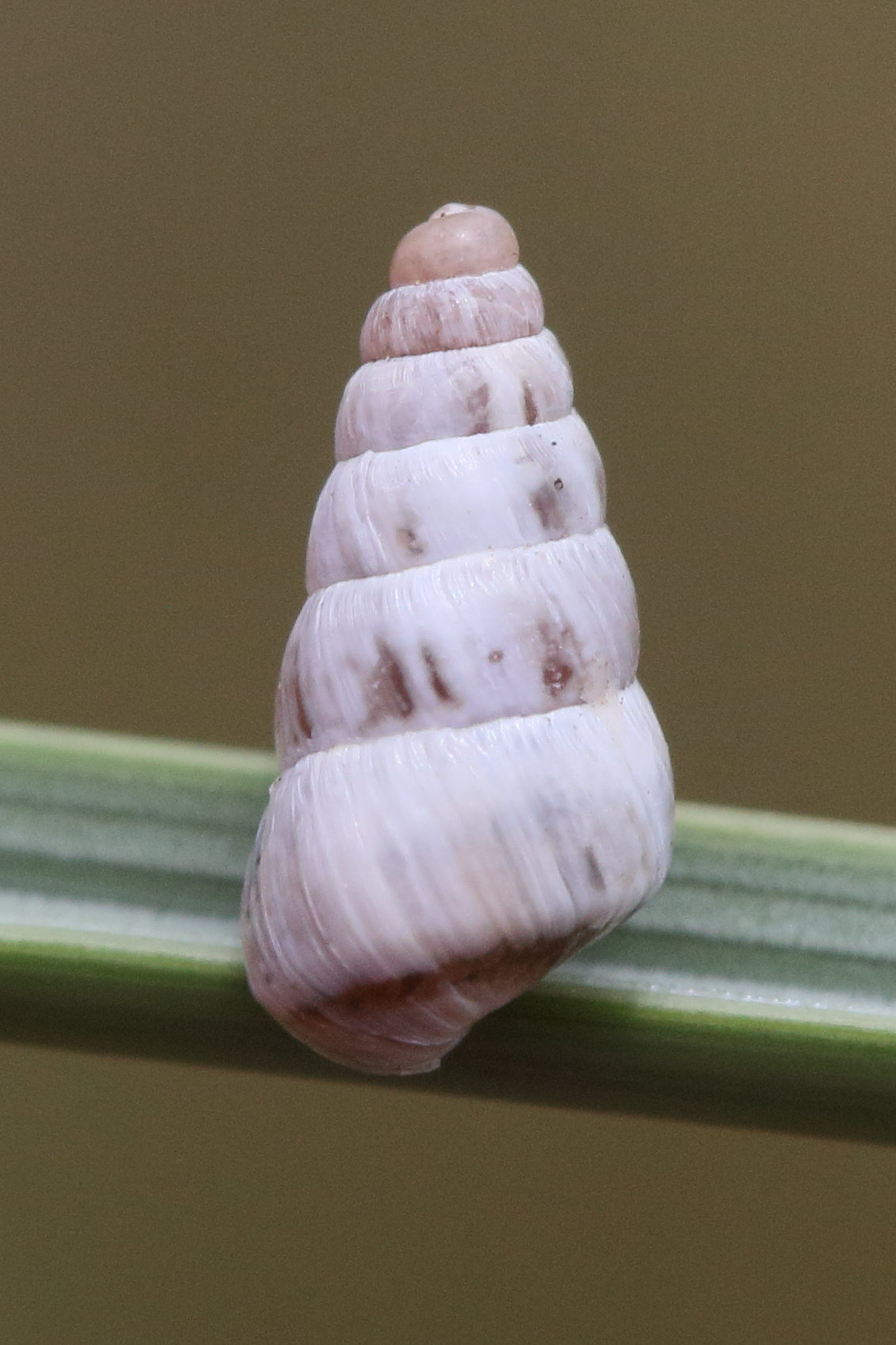 Afficher le média cochlicella_acuta6md cochlicella_acuta6md