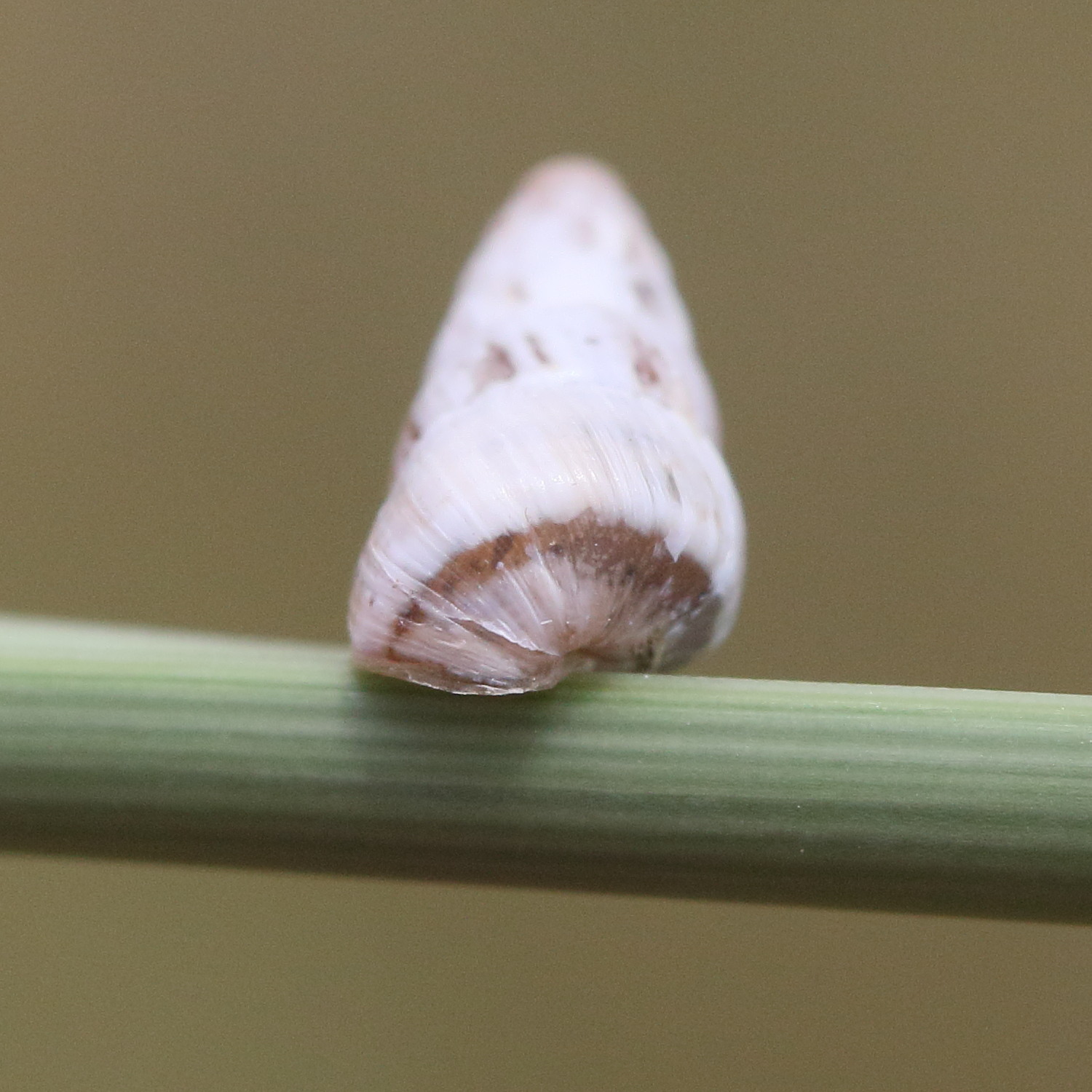 Afficher le média cochlicella_acuta7md cochlicella_acuta7md