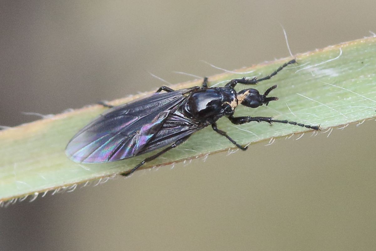 dilophus_febrilis3md