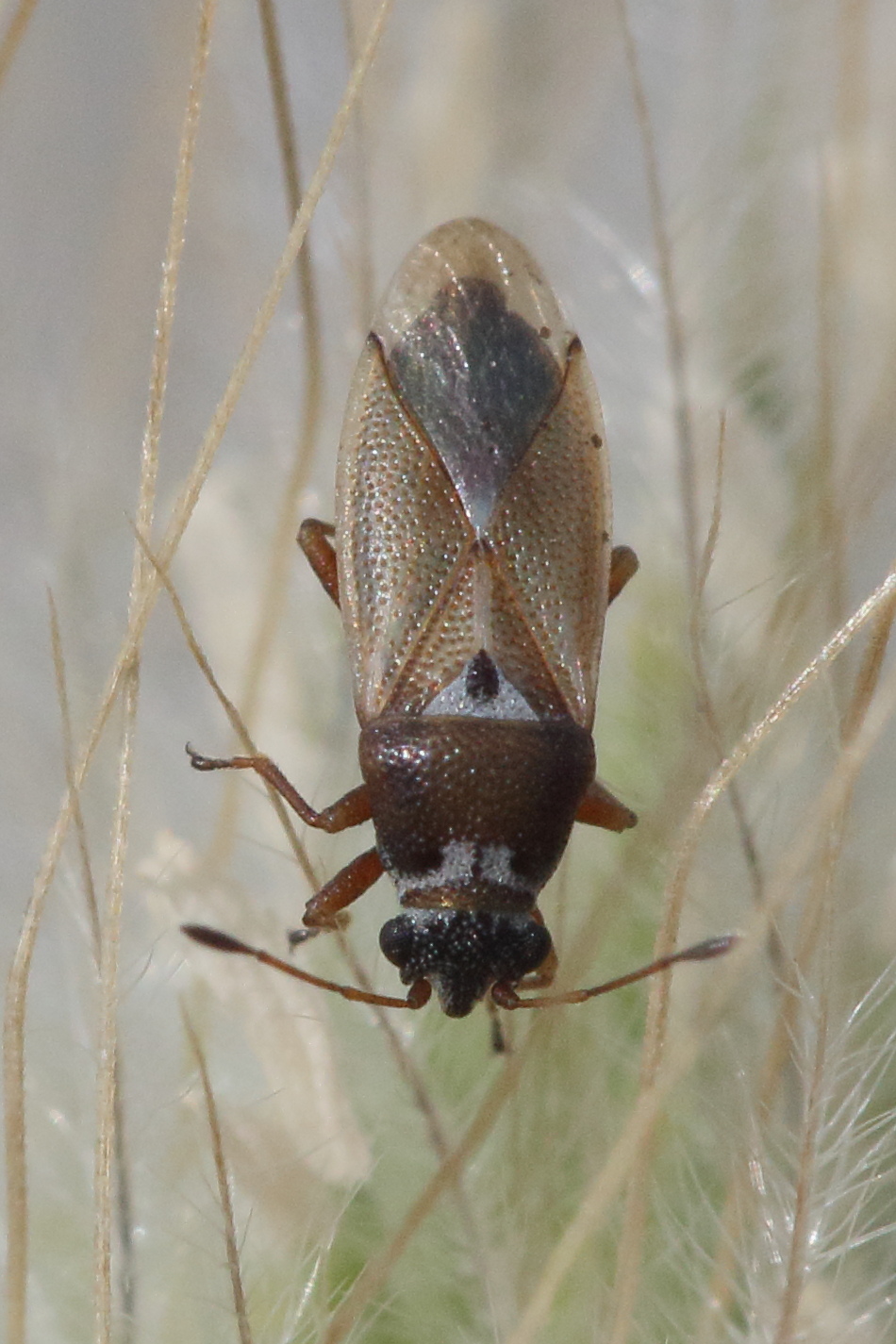 cymus_melanocephalus1md