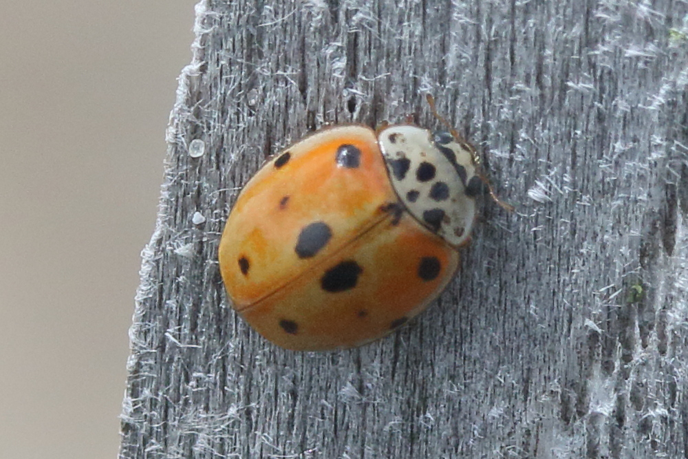 Afficher le média adalia_decempunctata11md adalia_decempunctata11md