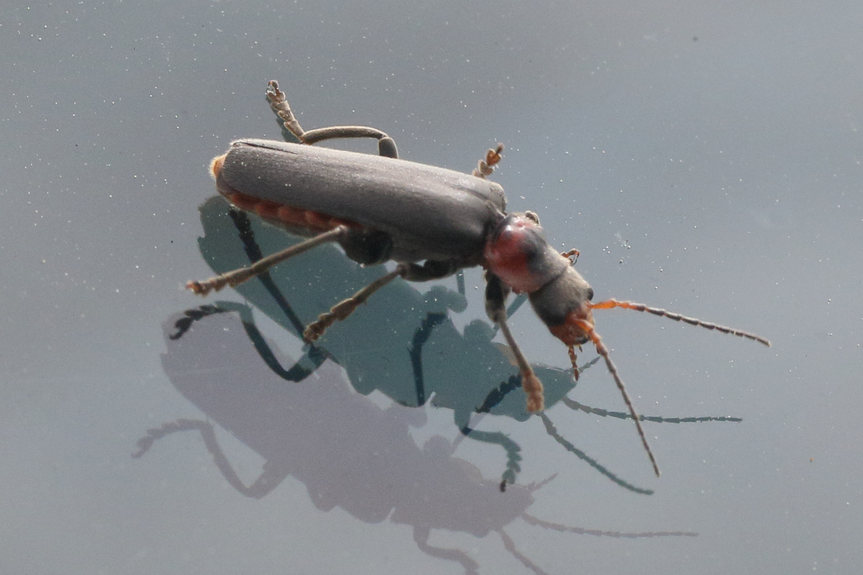 cantharis_fusca4md